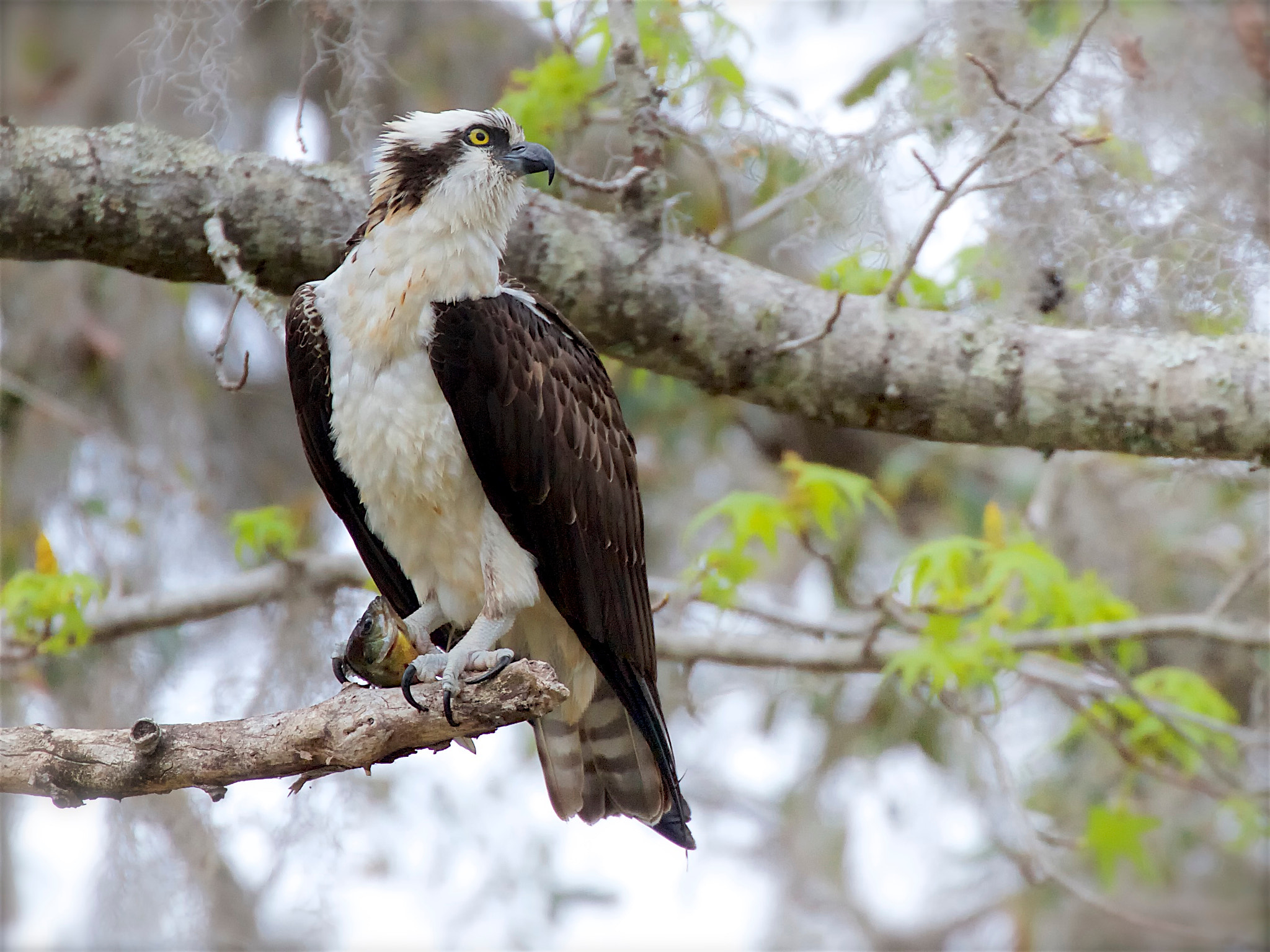 Canon EF 70-300mm F4-5.6L IS USM sample photo. Osprey - with fish photography