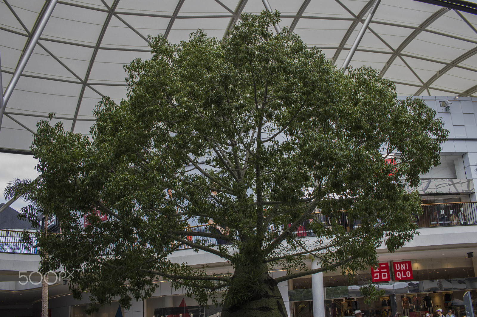 Canon EOS 750D (EOS Rebel T6i / EOS Kiss X8i) sample photo. Pacific fair courtyard photography