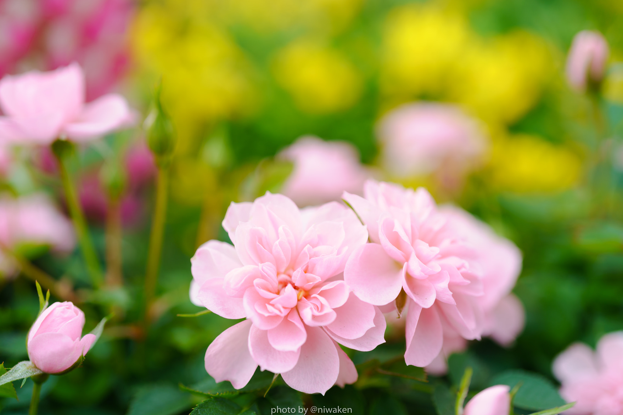 Sony FE 50mm F2.8 Macro sample photo. Flower photography