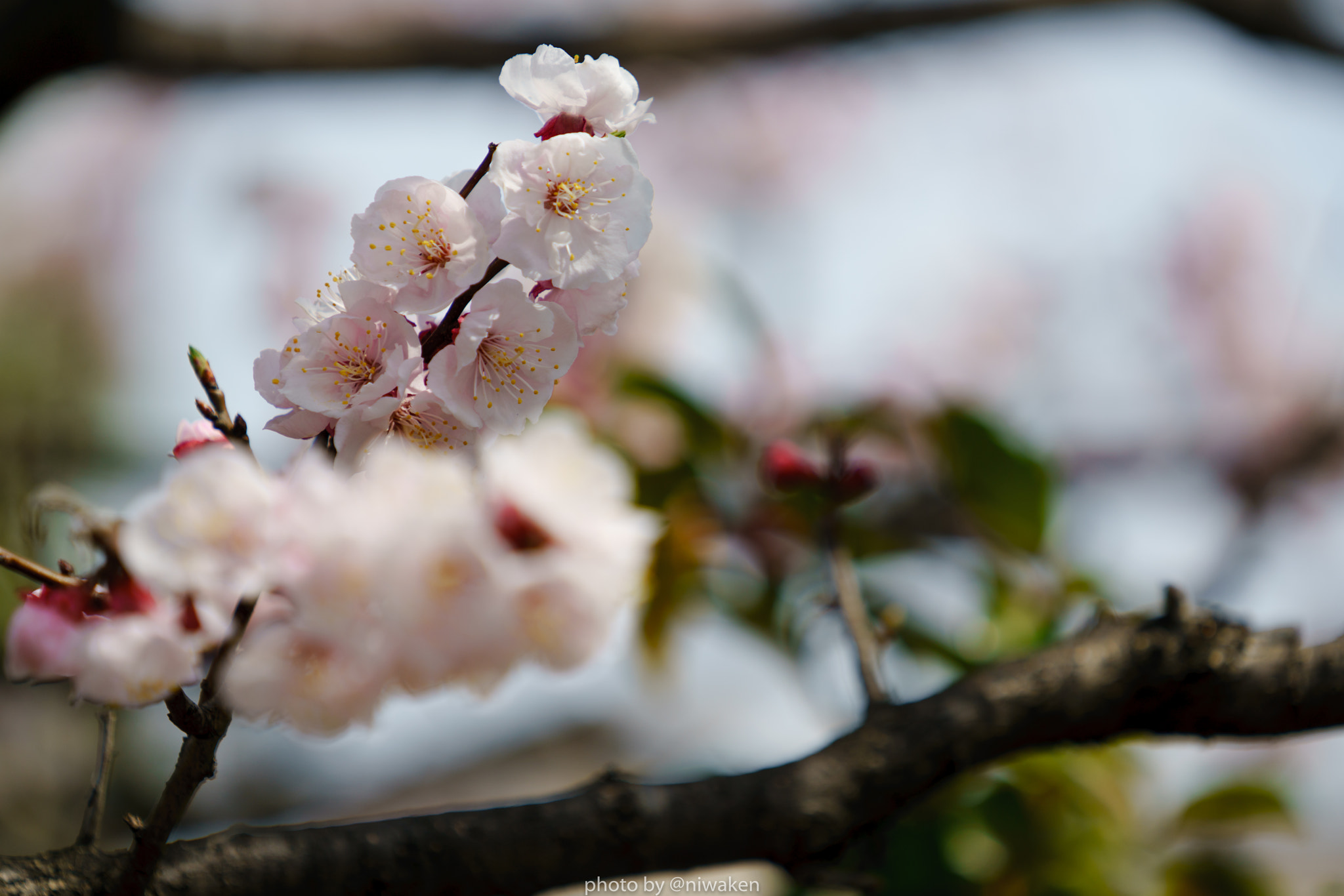 Sony a7R II sample photo. Blossom photography