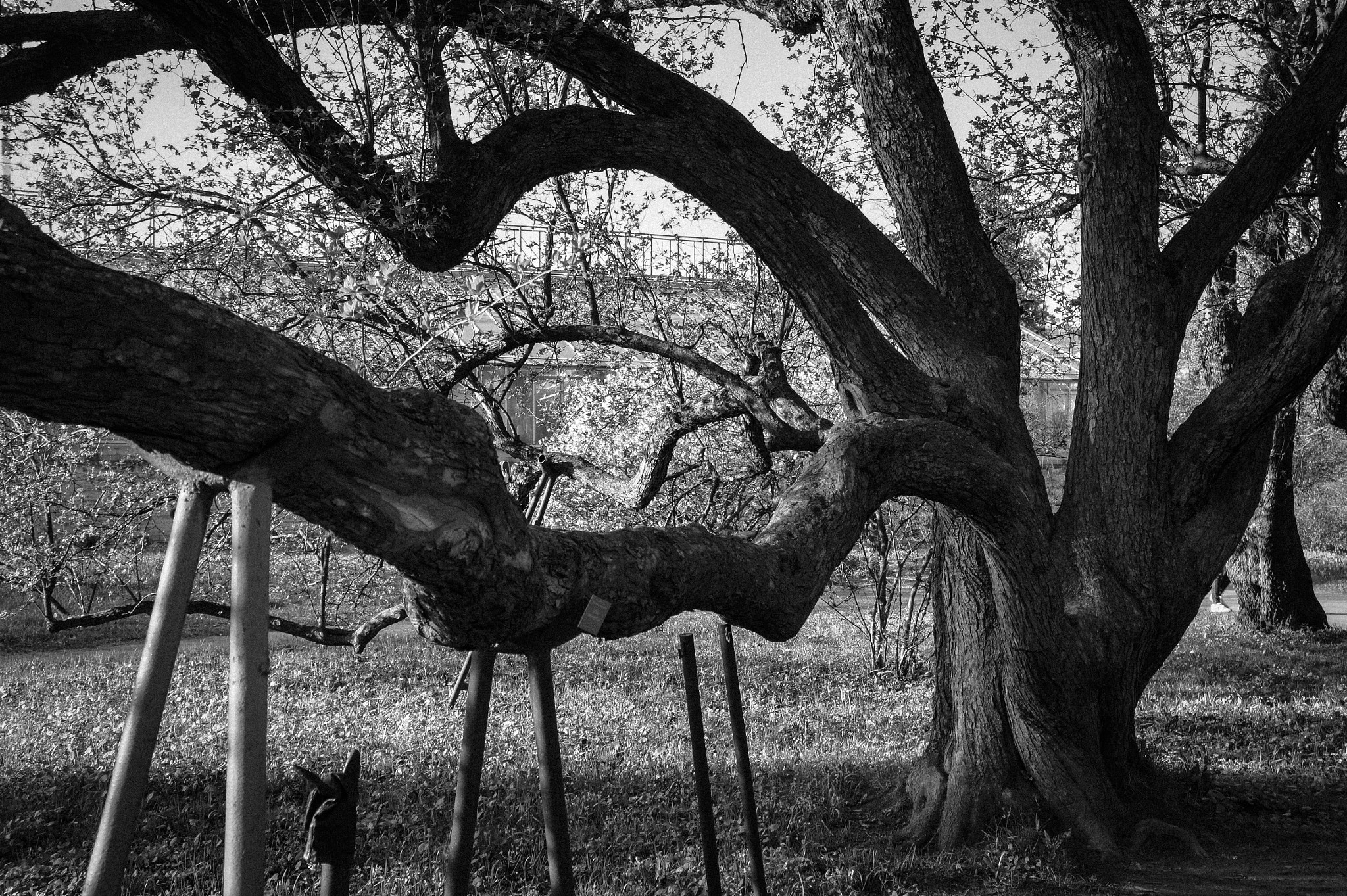 Sony Alpha NEX-3 + Sony E 18-55mm F3.5-5.6 OSS sample photo. Swirling trees photography