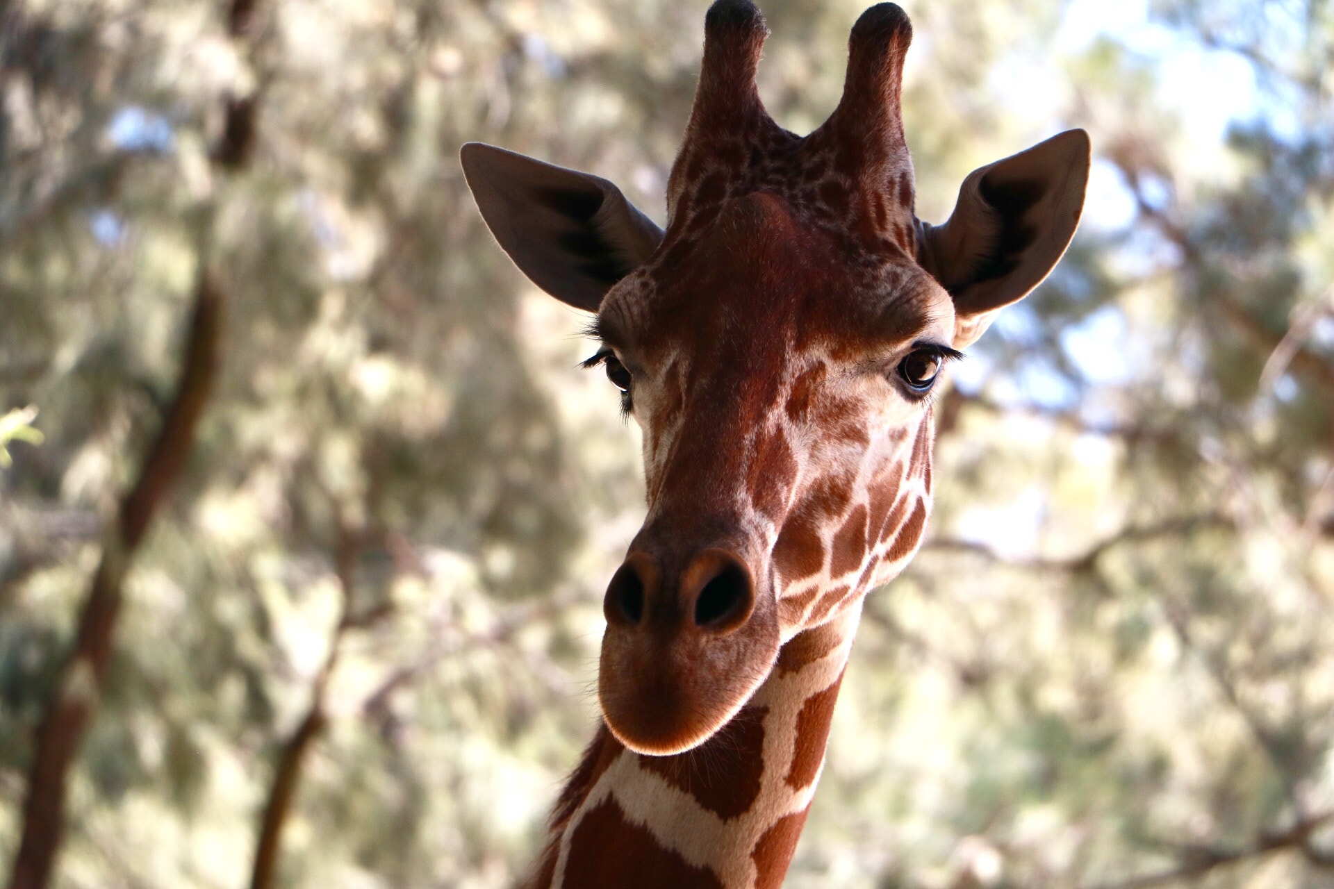 Canon EOS 760D (EOS Rebel T6s / EOS 8000D) sample photo. Giraffe photography