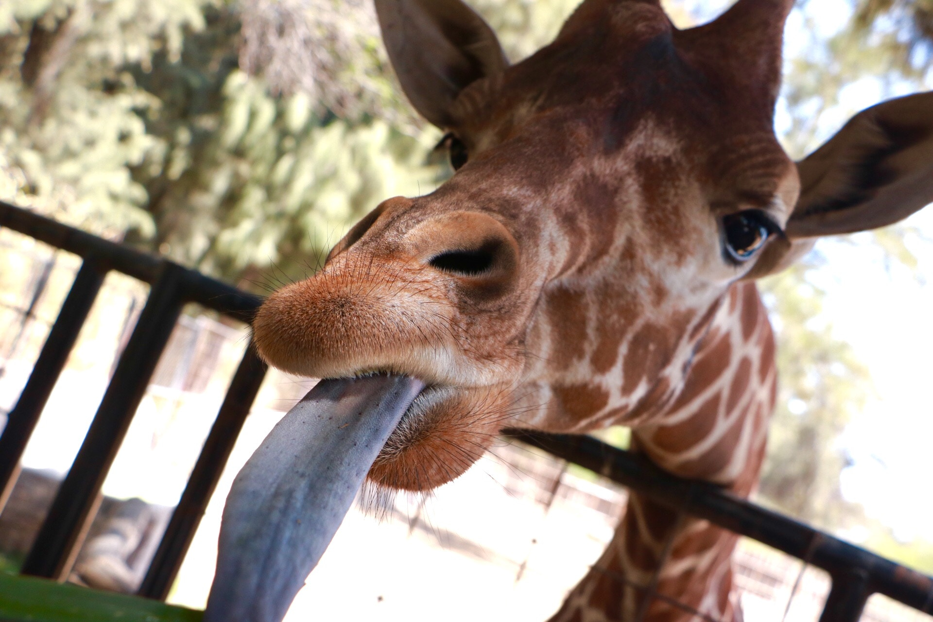 Canon EOS 760D (EOS Rebel T6s / EOS 8000D) sample photo. Giraffe photography