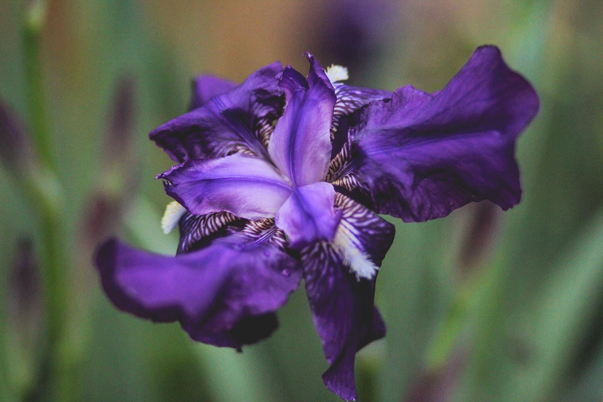 Canon EF 85mm F1.8 USM sample photo. The beginning photography