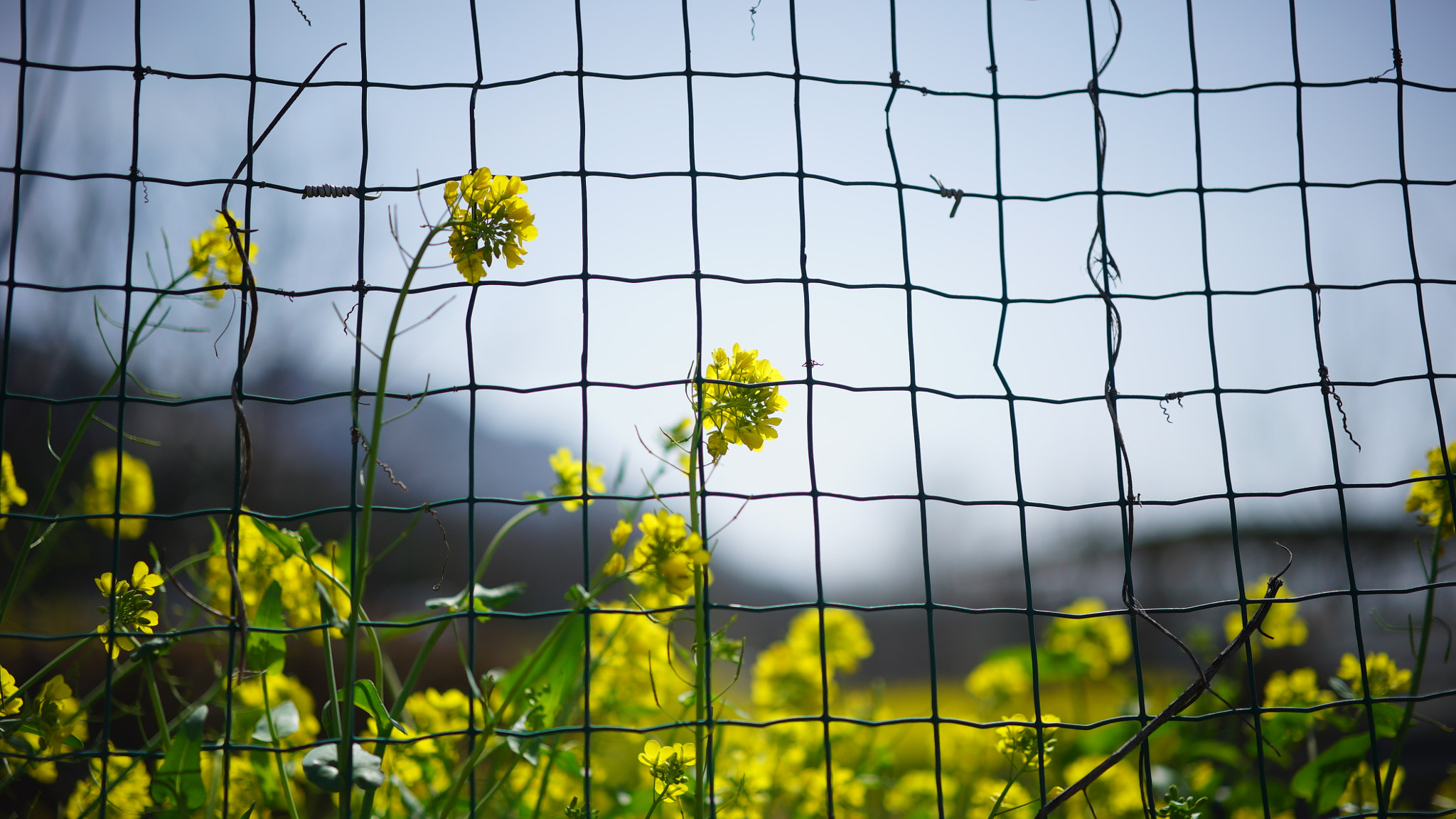 Sony a7S + Sony Sonnar T* FE 55mm F1.8 ZA sample photo. Dsc photography