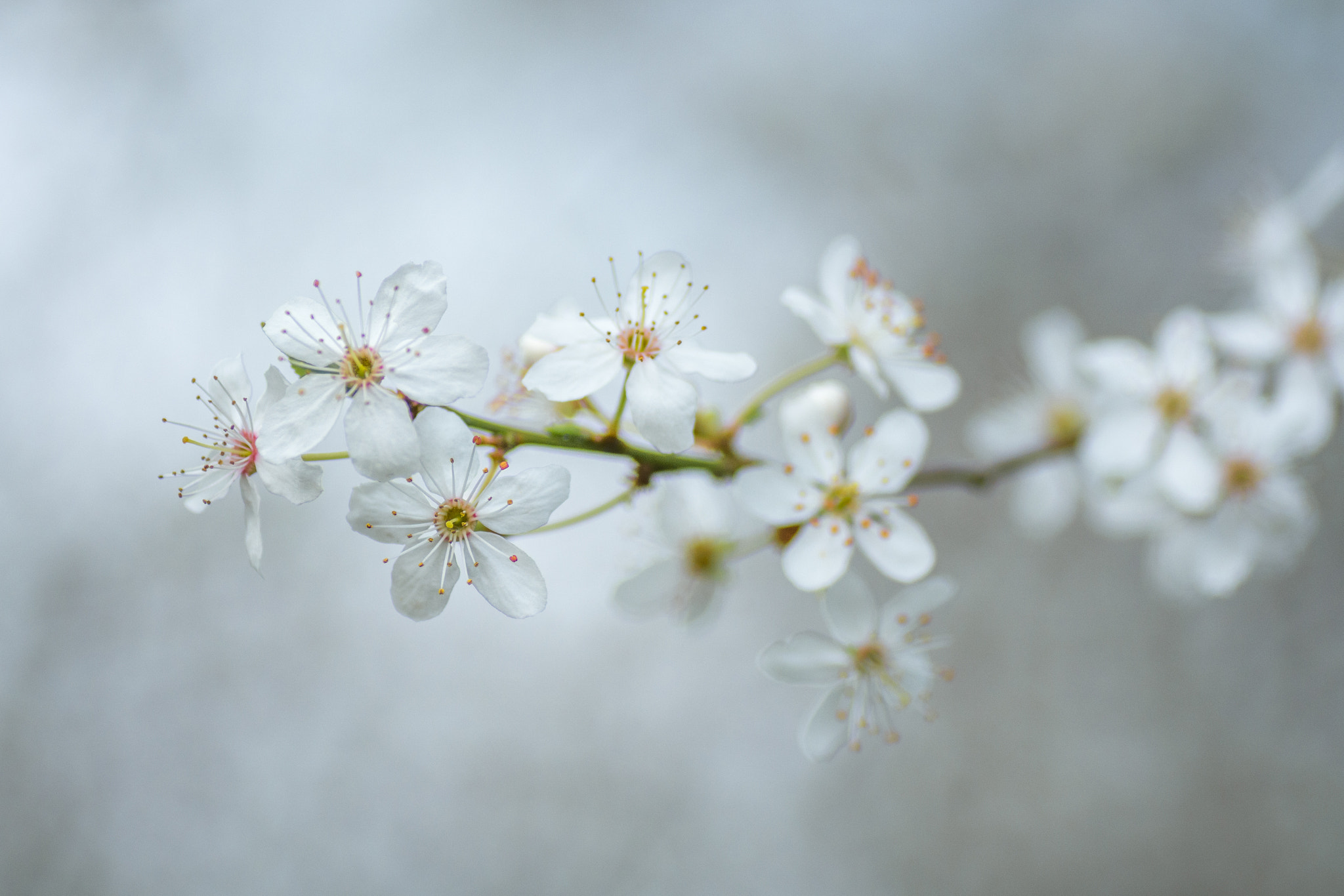 Nikon D7100 sample photo. First blossom of spring photography