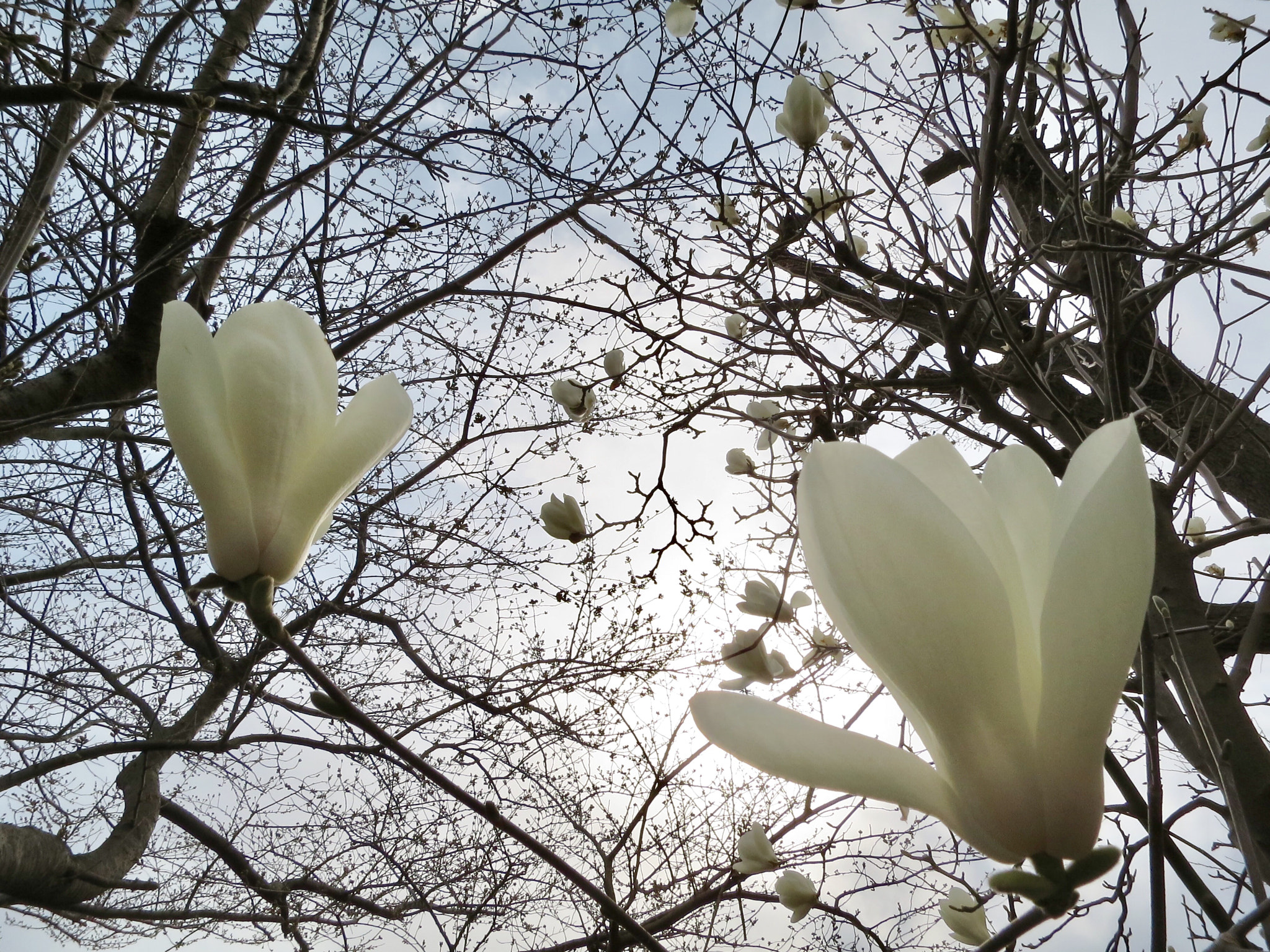 Canon PowerShot S200 sample photo. Lily magnolia photography
