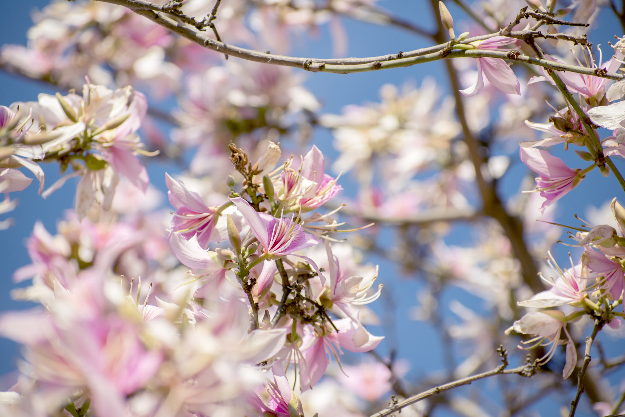 Nikon AF-S Nikkor 70-200mm F2.8G ED VR II sample photo. Happy spring photography