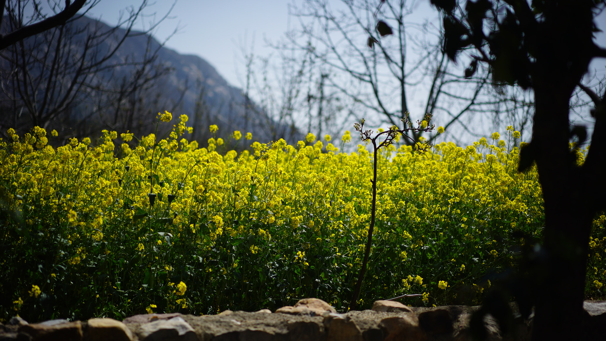 Sony a7S + Sony Sonnar T* FE 55mm F1.8 ZA sample photo. Dsc photography