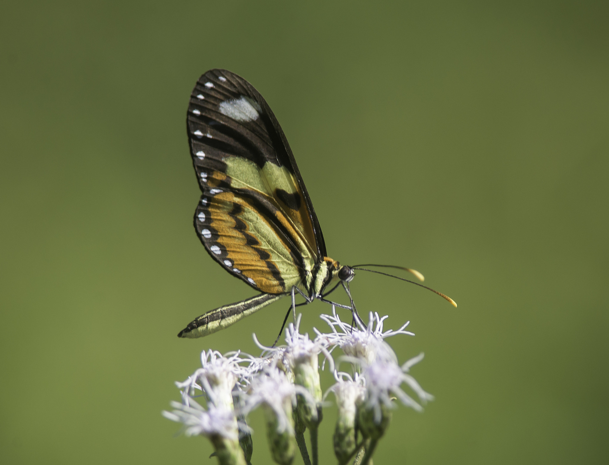 Nikon D600 + Nikon AF-S Nikkor 300mm F4D ED-IF sample photo. Mechanitis lysimnia photography