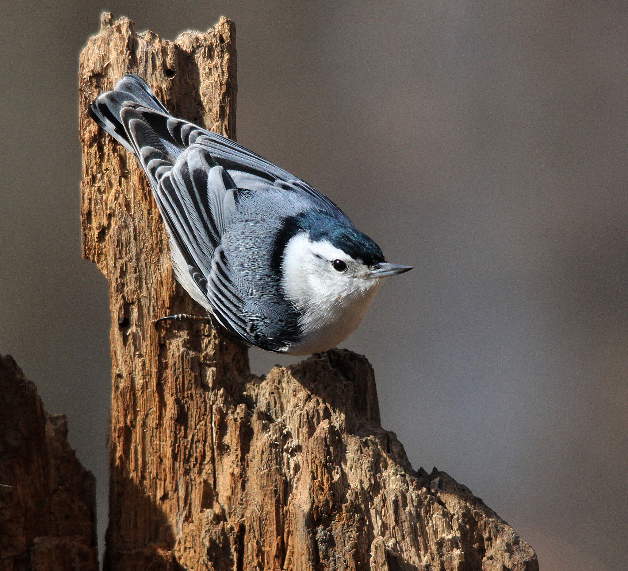 Sigma 150-500mm F5-6.3 DG OS HSM sample photo. Nuthatch on stump photography