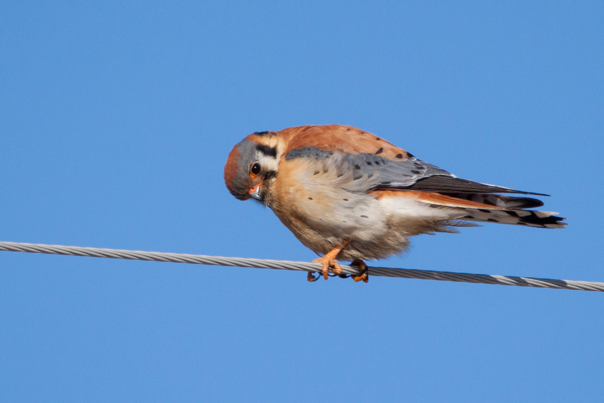 150-600mm F5-6.3 DG OS HSM | Contemporary 015 sample photo. American kestrel photography