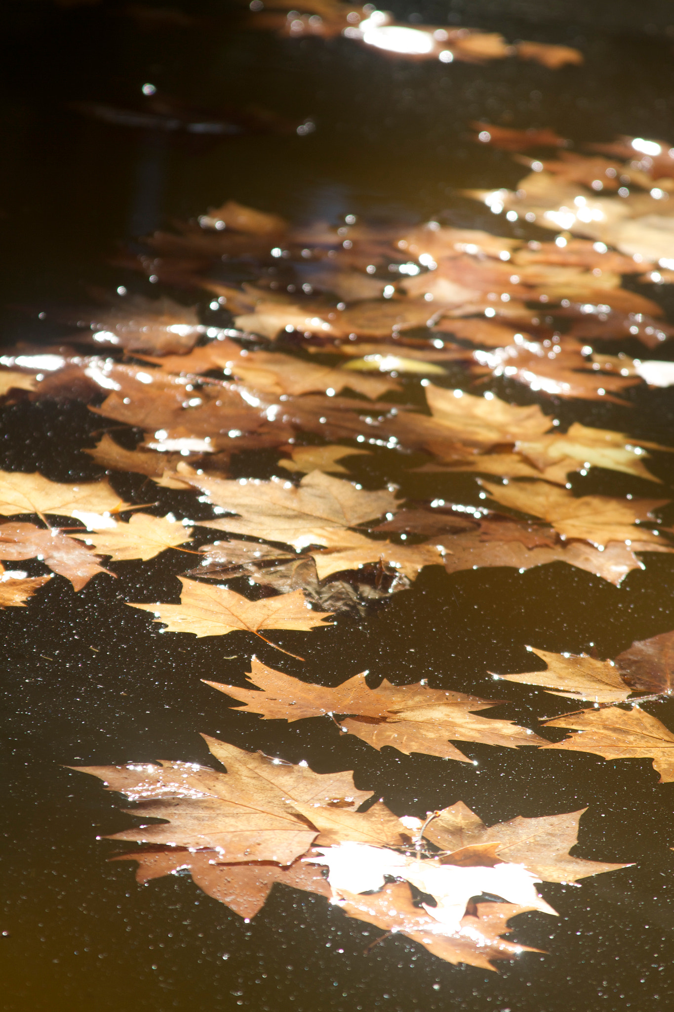 Canon EF 28-135mm F3.5-5.6 IS USM sample photo. Leaves away from home photography
