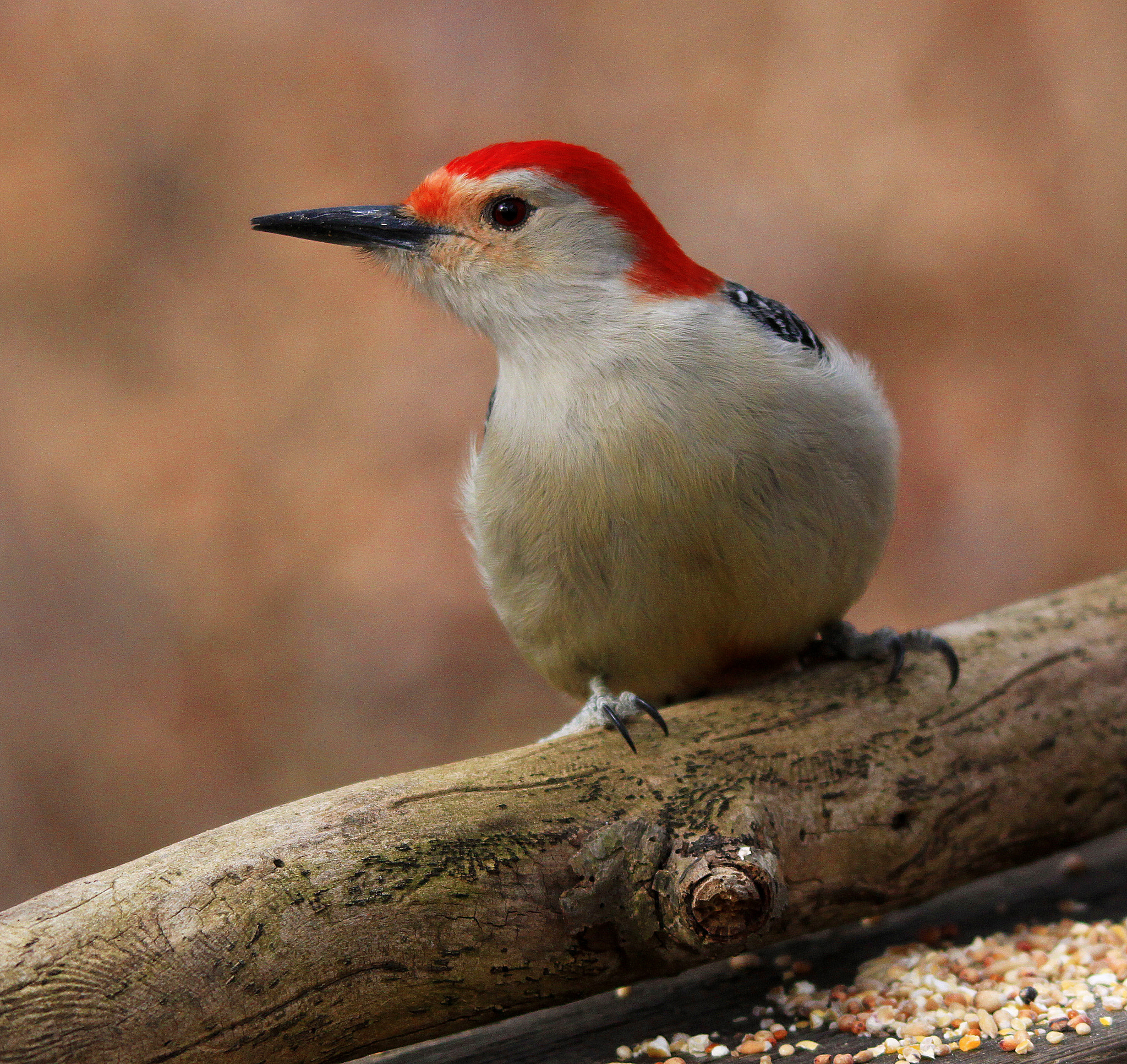Canon EOS 500D (EOS Rebel T1i / EOS Kiss X3) sample photo. Red bellied woodpecker pose photography