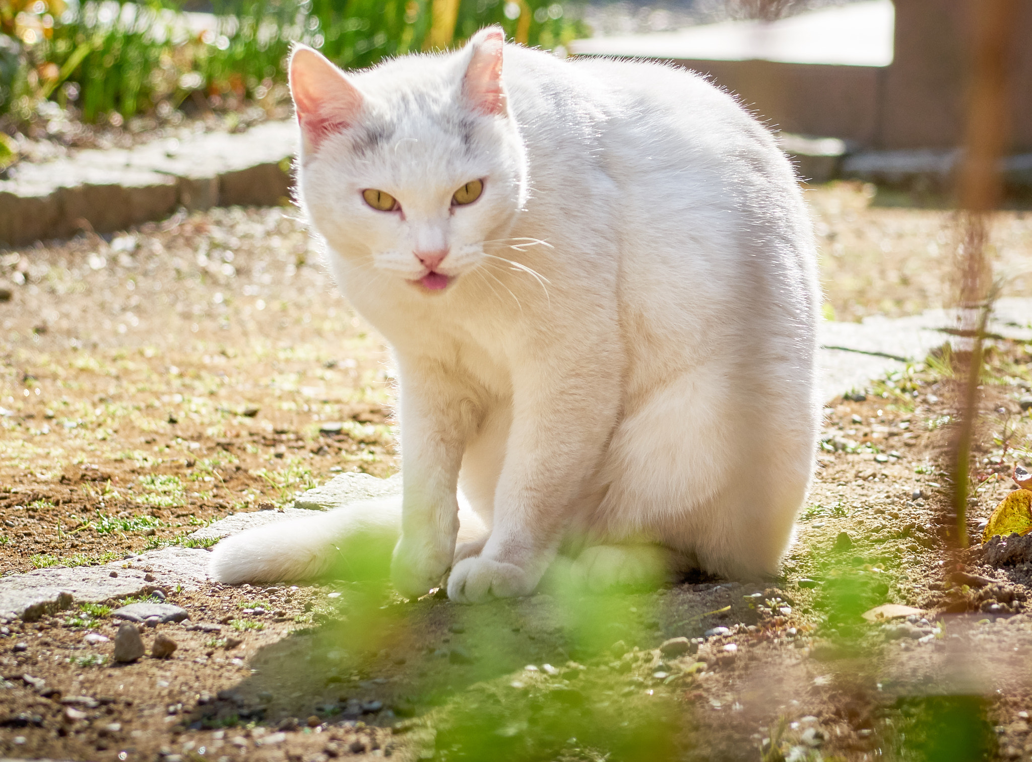 Sony Cyber-shot DSC-RX10 sample photo. Cat with sunlight photography