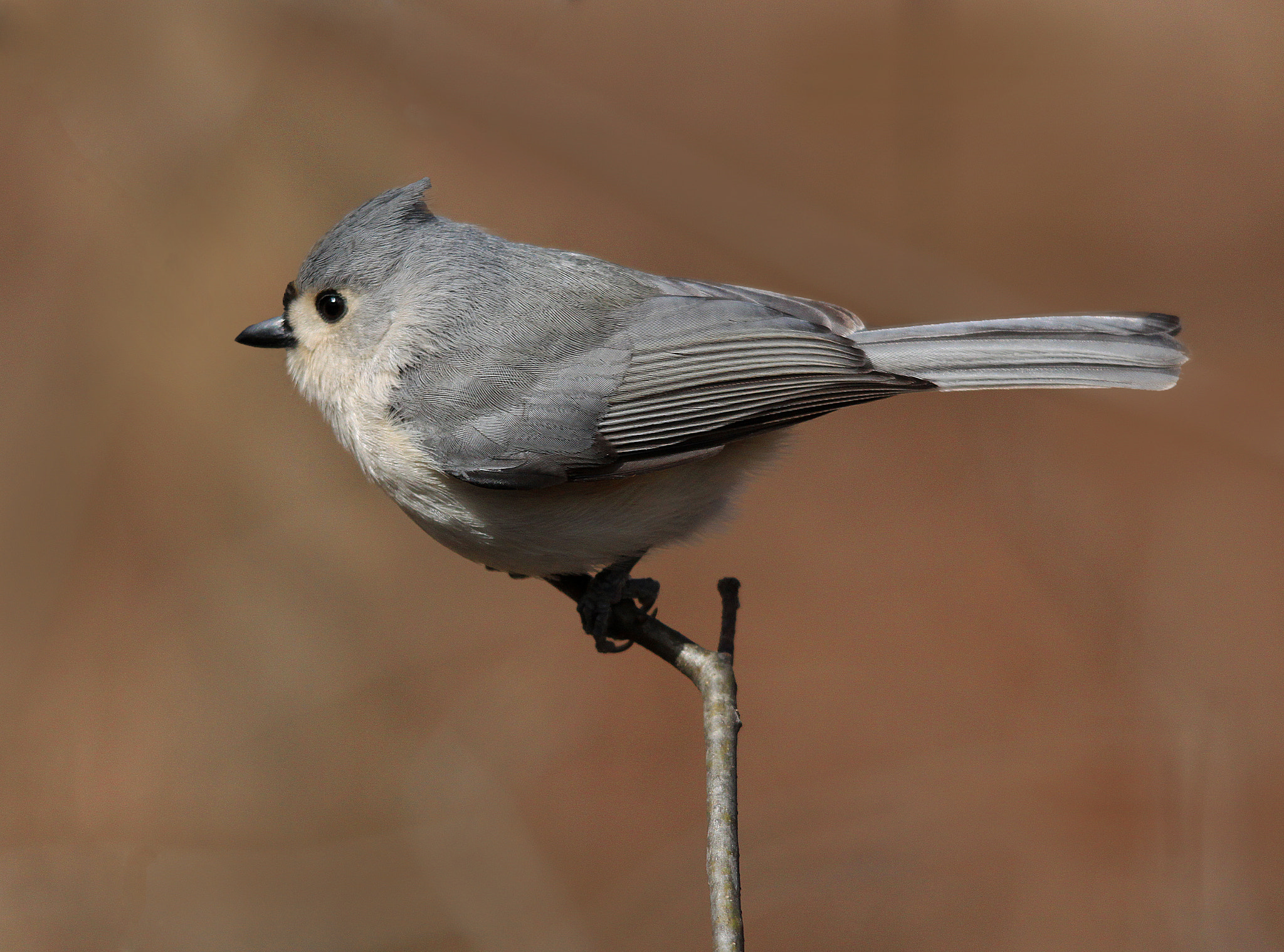 Canon EOS 500D (EOS Rebel T1i / EOS Kiss X3) sample photo. Titmouse takeoff photography