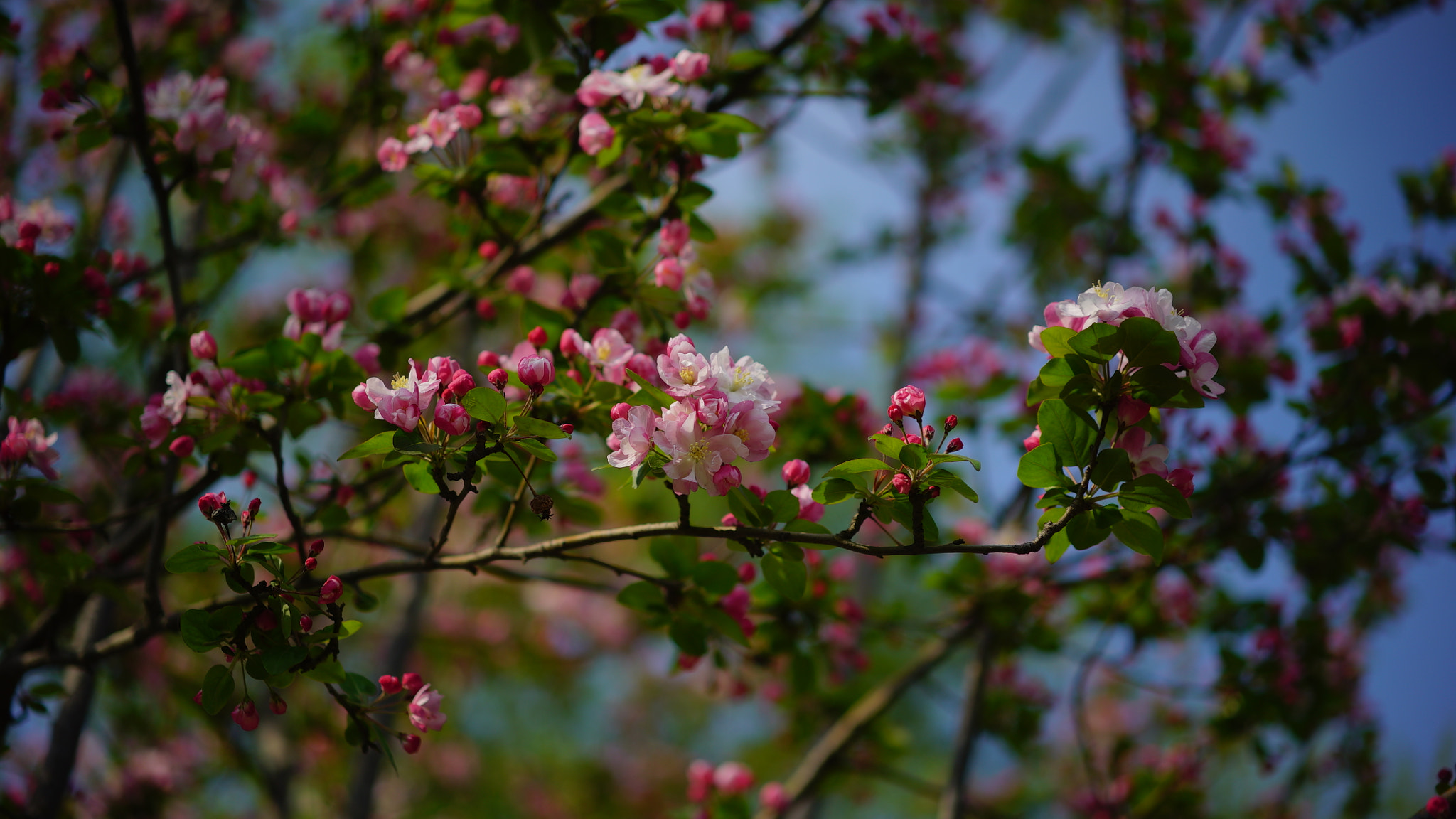 Sony a7S + Sony Sonnar T* FE 55mm F1.8 ZA sample photo. Dsc photography
