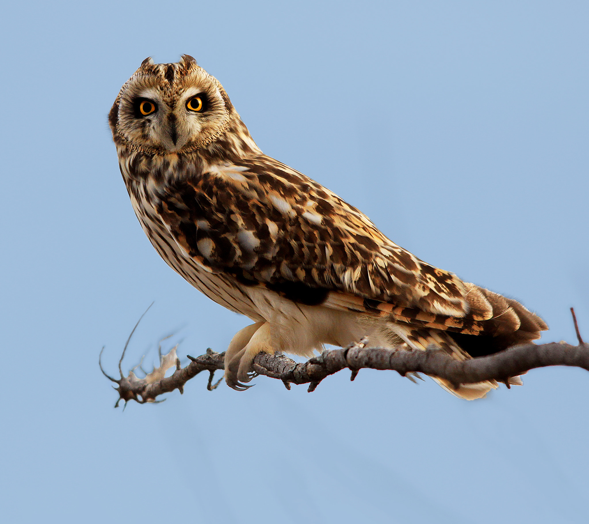 Canon EOS 500D (EOS Rebel T1i / EOS Kiss X3) sample photo. Short eared owl photography