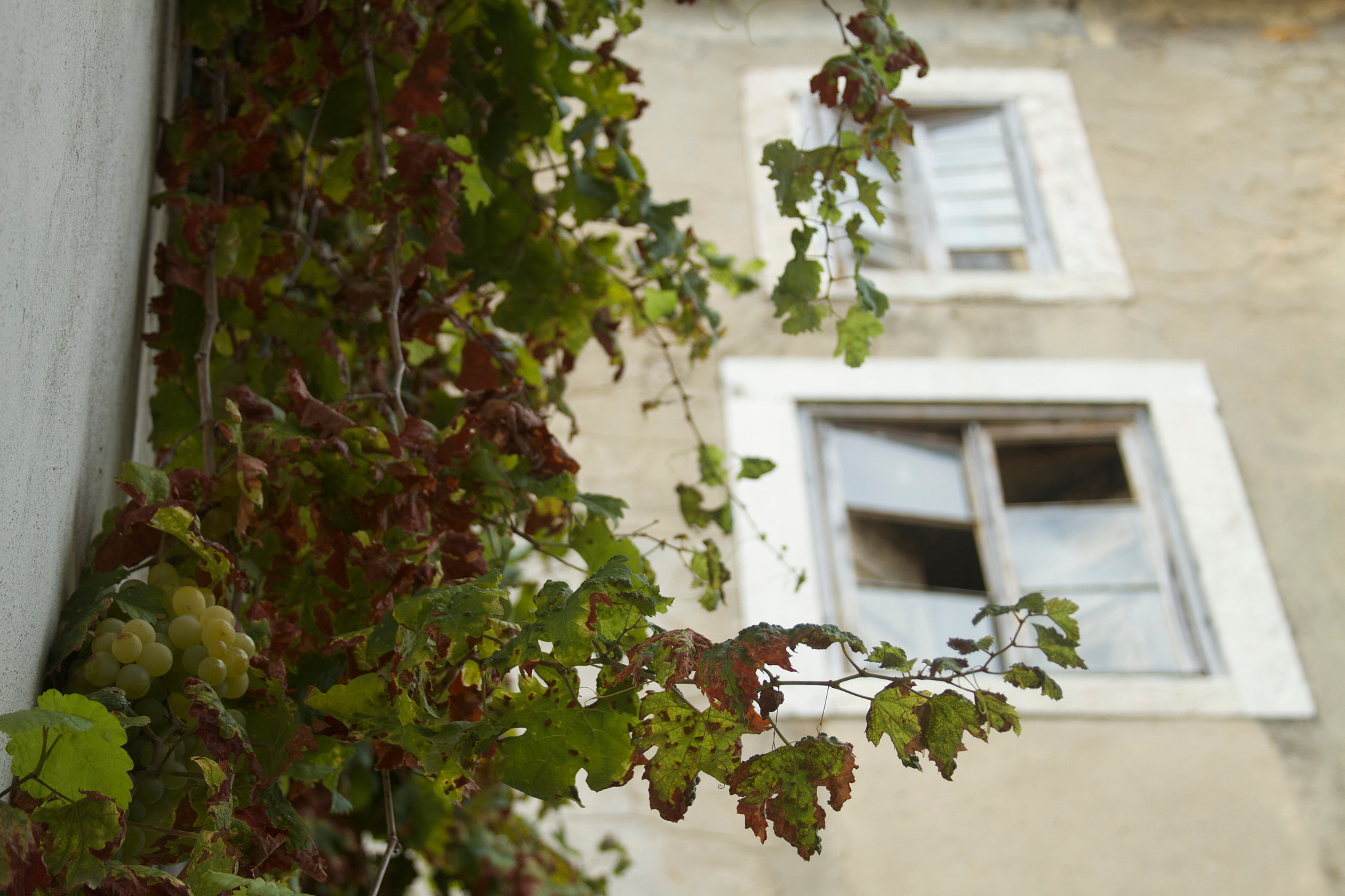 Canon EF 28-135mm F3.5-5.6 IS USM sample photo. Grapes and windows photography