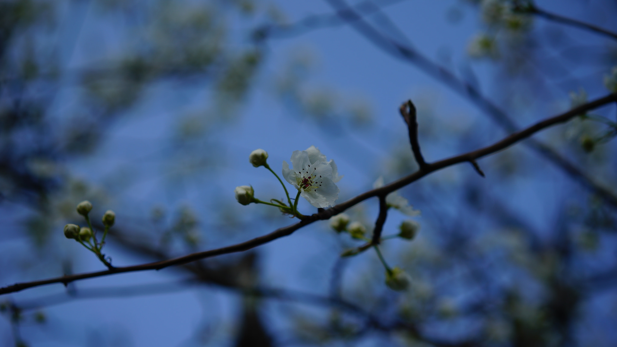 Sony a7S + Sony Sonnar T* FE 55mm F1.8 ZA sample photo. Dsc photography