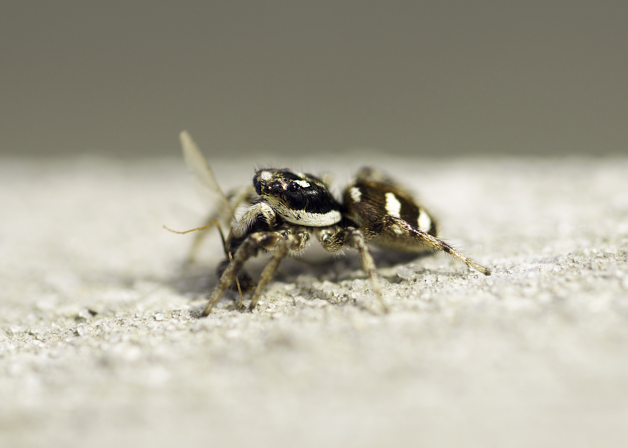 Sony a6000 + Sony FE 90mm F2.8 Macro G OSS sample photo. He photography
