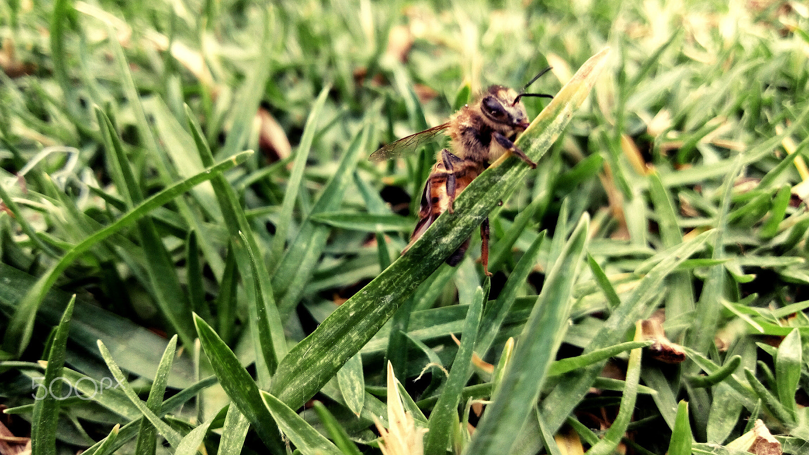 ZTE BLADE V6 sample photo. Abeja photography