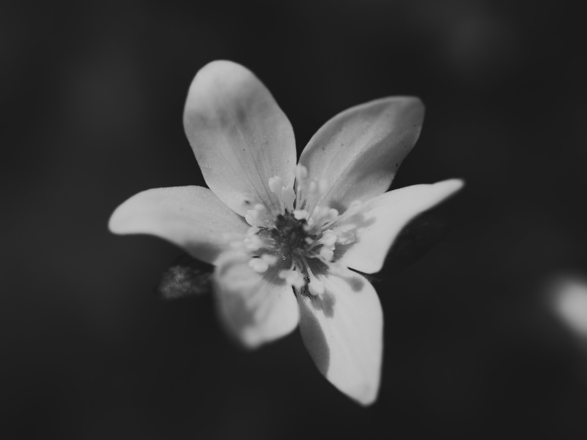 Olympus M.Zuiko Digital ED 60mm F2.8 Macro sample photo. Spring in b&w photography