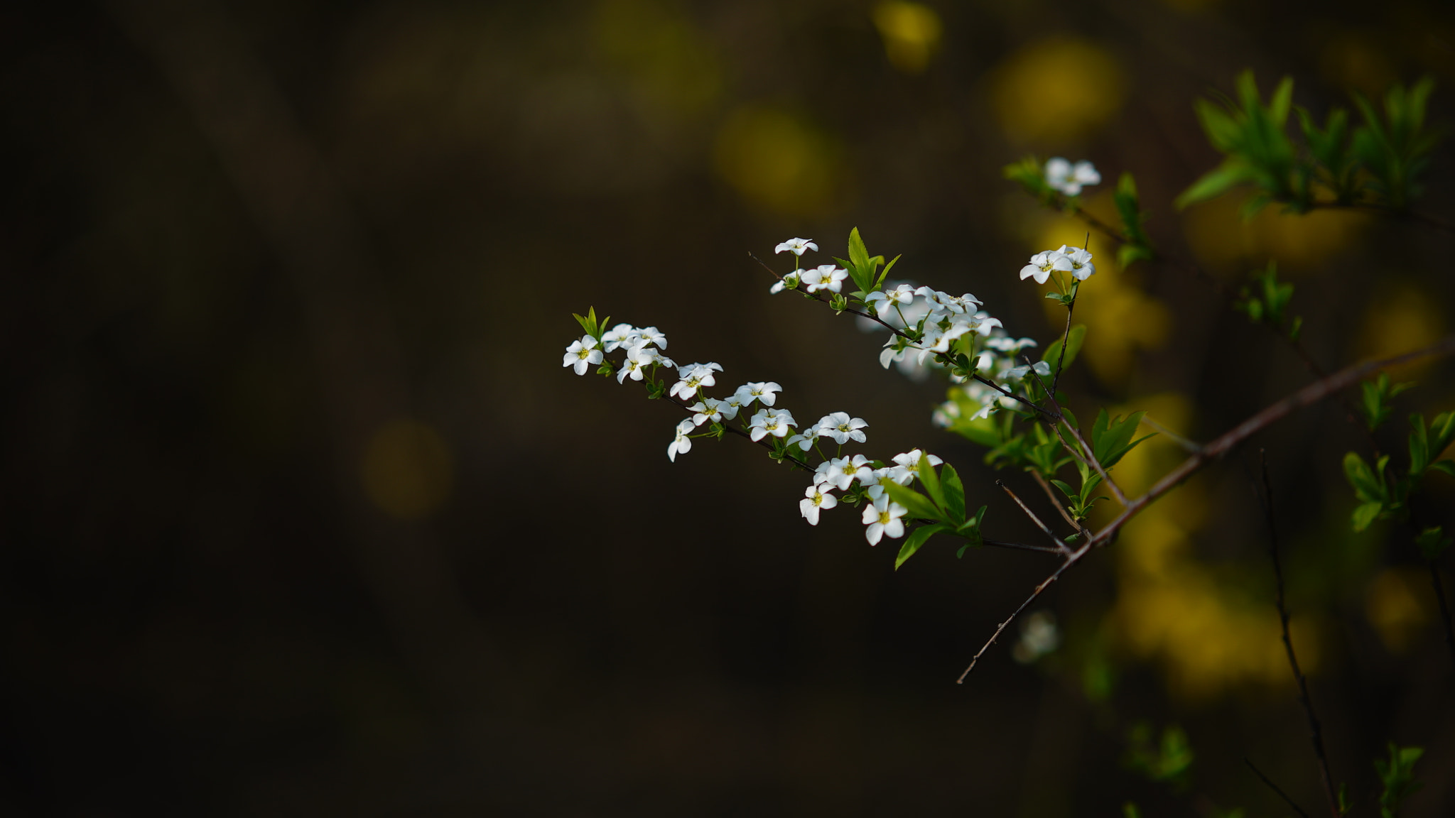Sony a7S + Sony Sonnar T* FE 55mm F1.8 ZA sample photo. Dsc photography