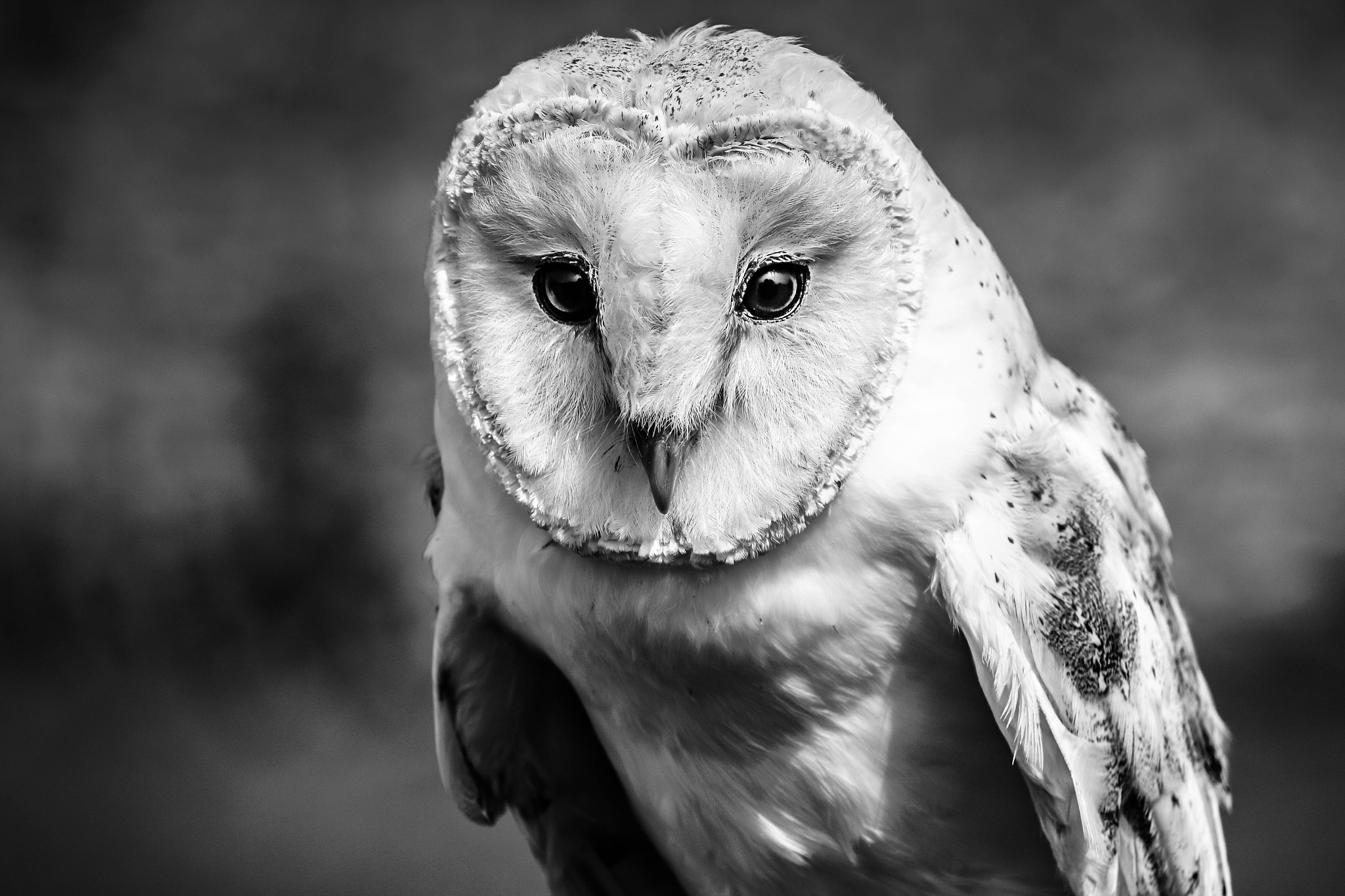 Canon EF-S 55-250mm F4-5.6 IS STM sample photo. Barn owl photography