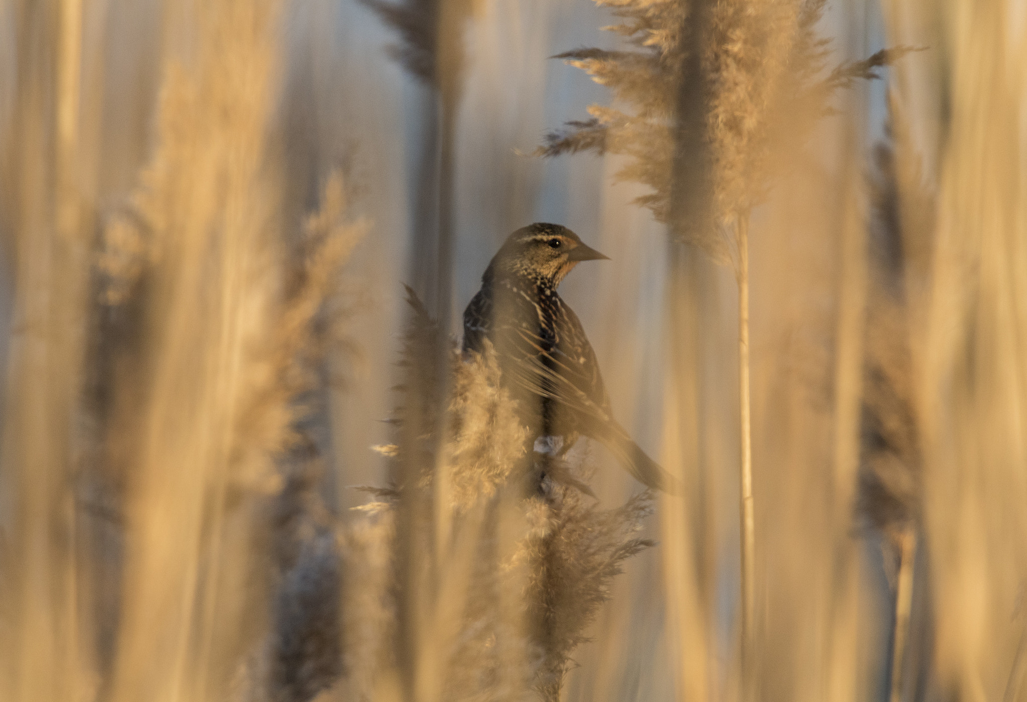 Tamron SP 150-600mm F5-6.3 Di VC USD sample photo. Bird in the grass photography