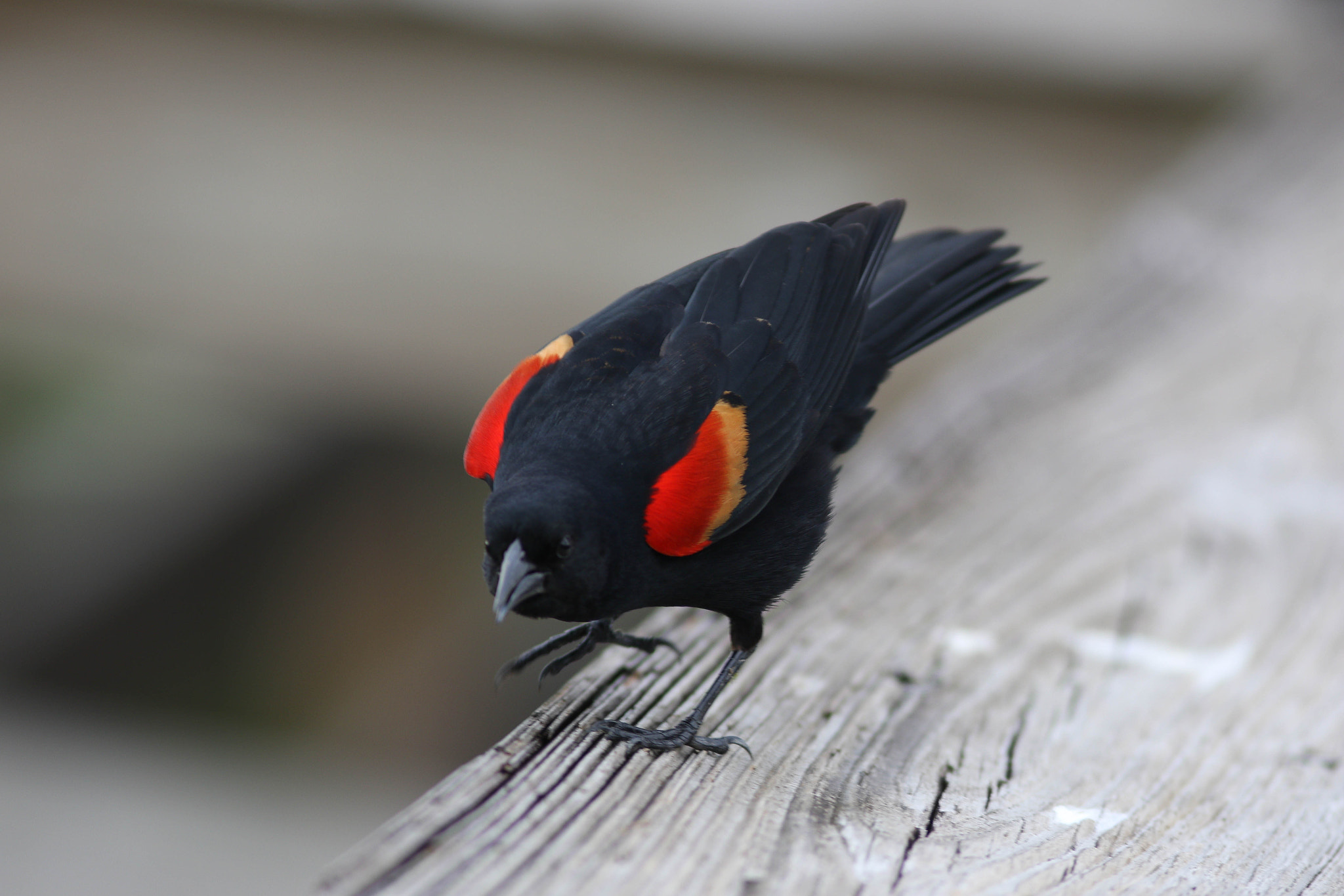 Canon EOS 7D Mark II + Canon EF 300mm F4L IS USM sample photo. Red winged blackbird photography