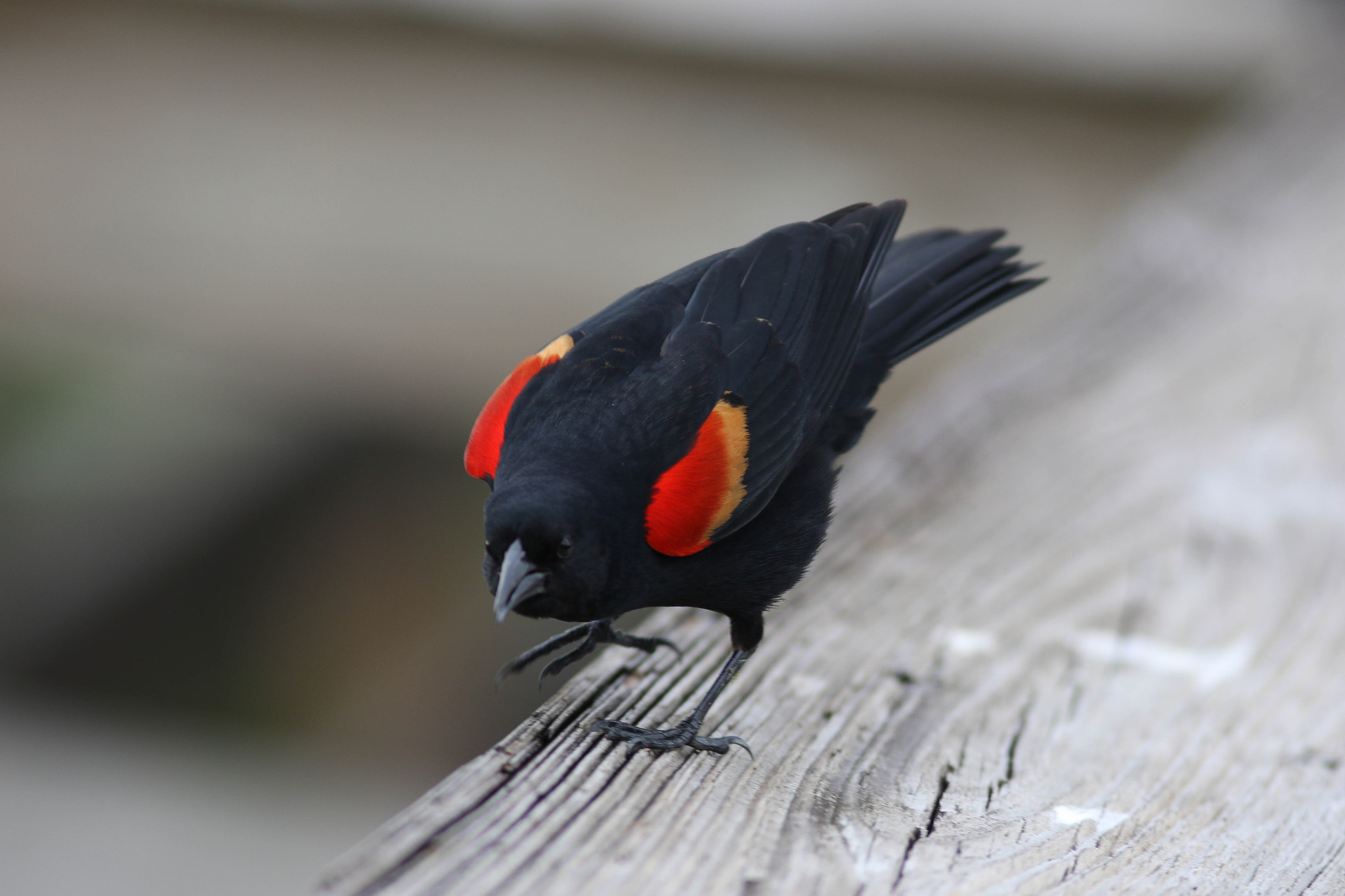 Canon EF 300mm F4L IS USM sample photo. Red winged blackbird photography