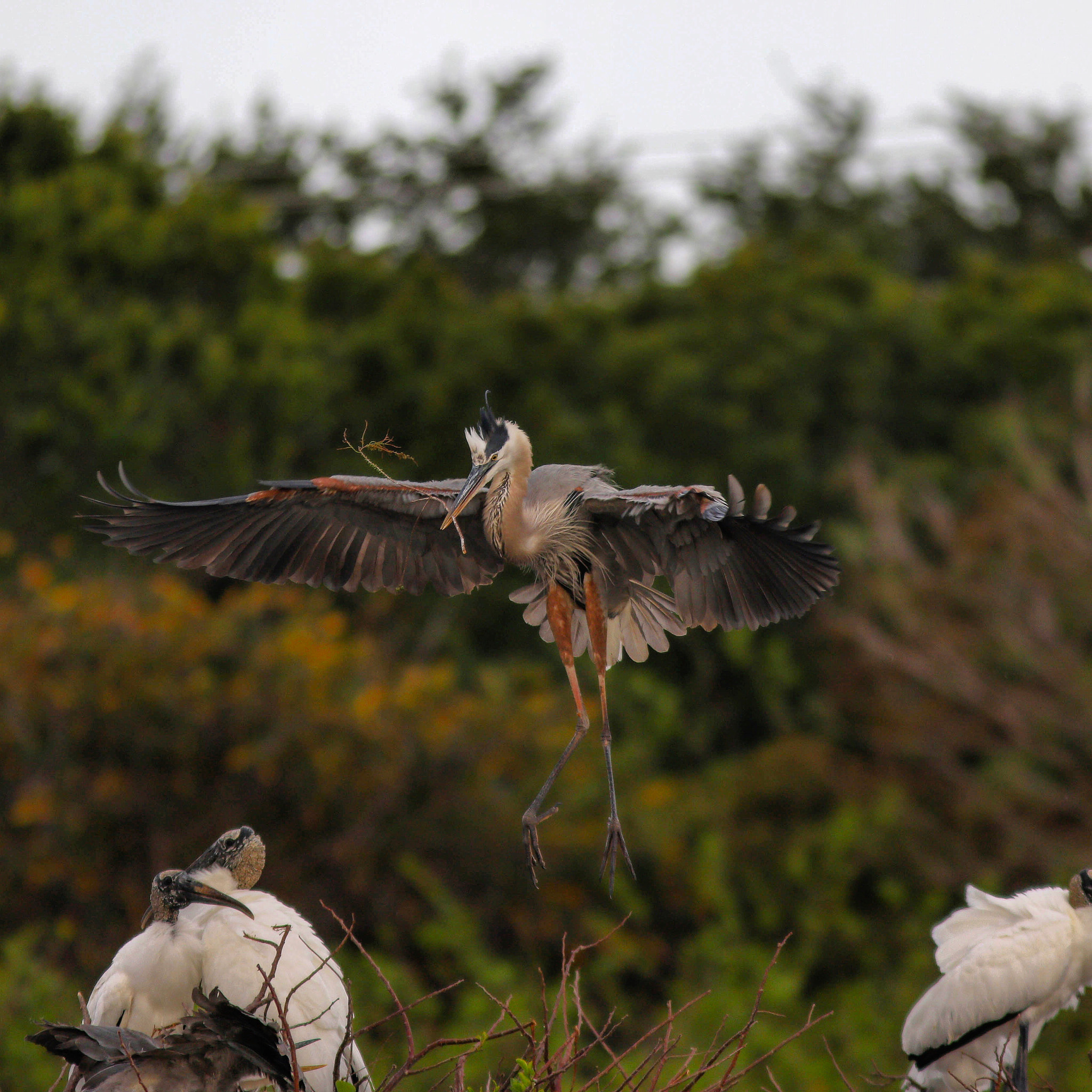 Canon EF 300mm F4L IS USM sample photo. Great blue heron photography
