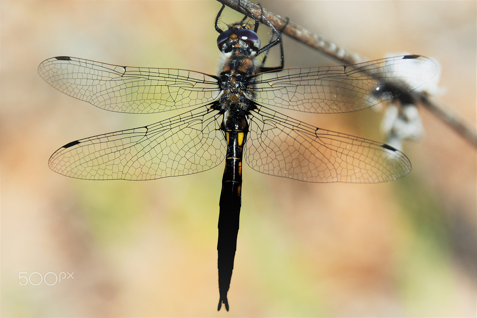 Sigma 18-250mm F3.5-6.3 DC Macro OS HSM sample photo. Dragon tree photography