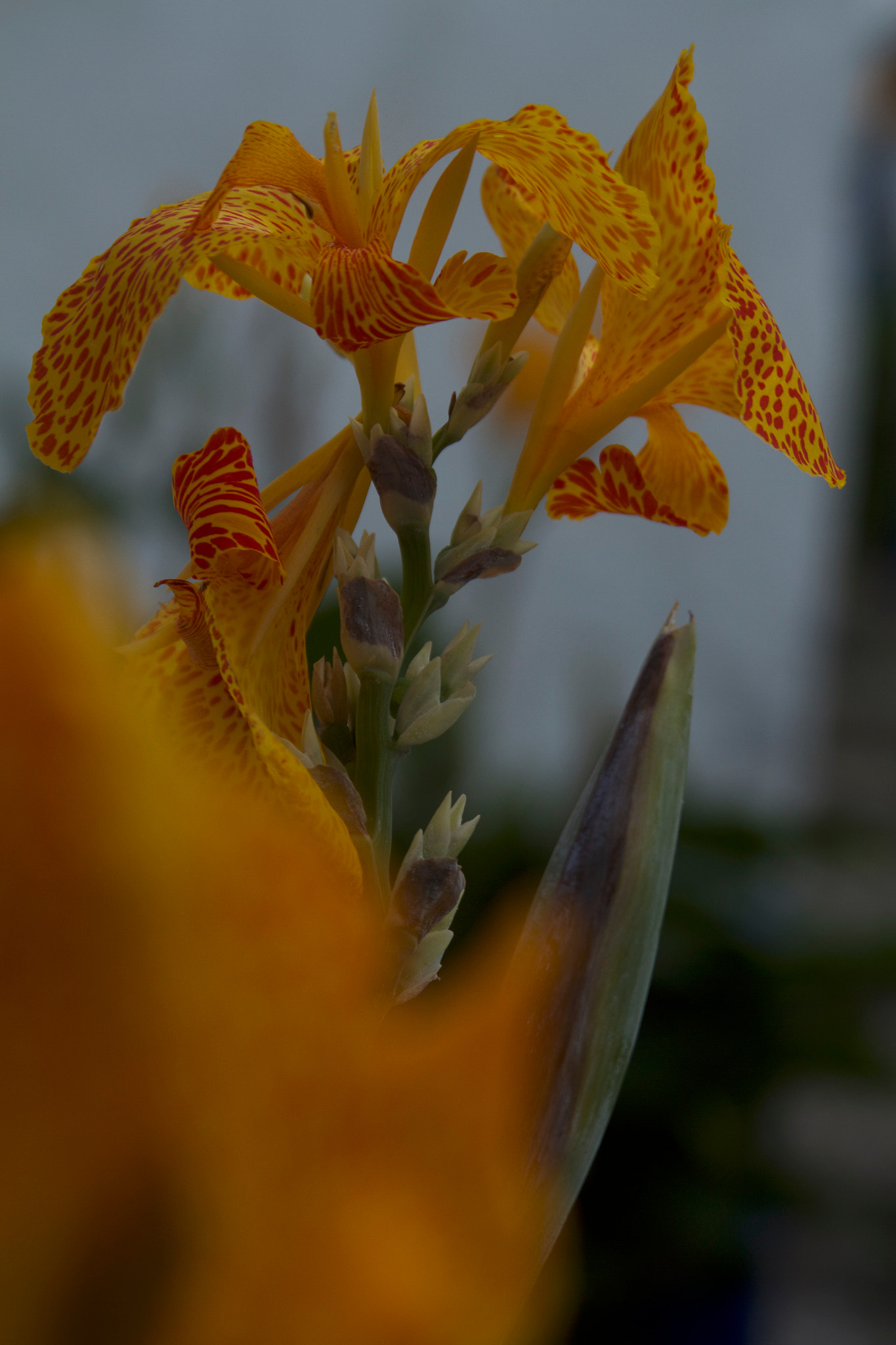 Canon EF 28-135mm F3.5-5.6 IS USM sample photo. Natural photography