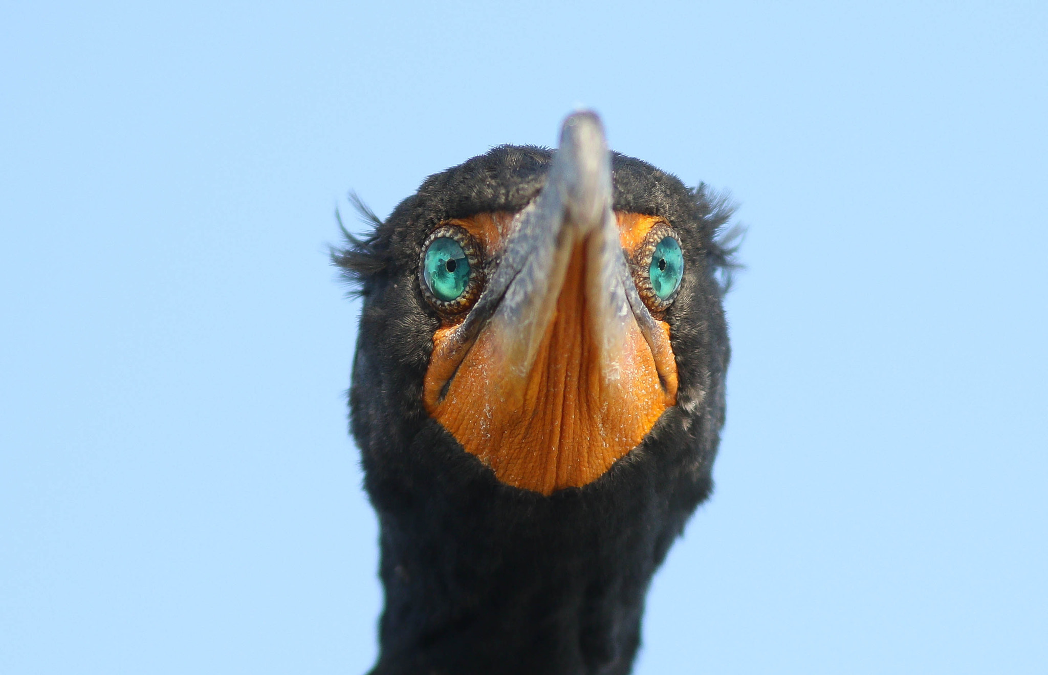 Canon EF 300mm F4L IS USM sample photo. Cormorant photography