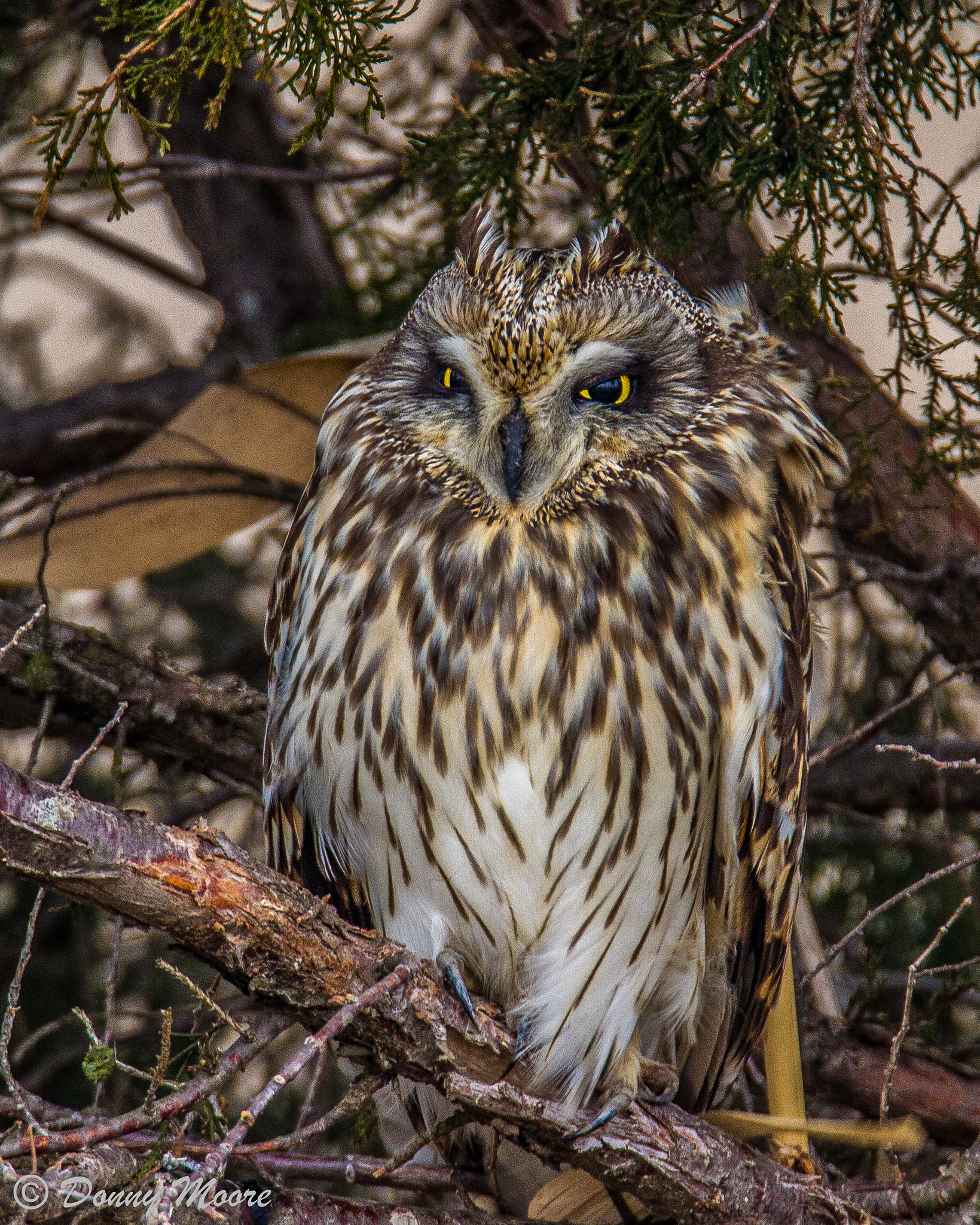 Tamron SP 150-600mm F5-6.3 Di VC USD sample photo. Short eared owl photography