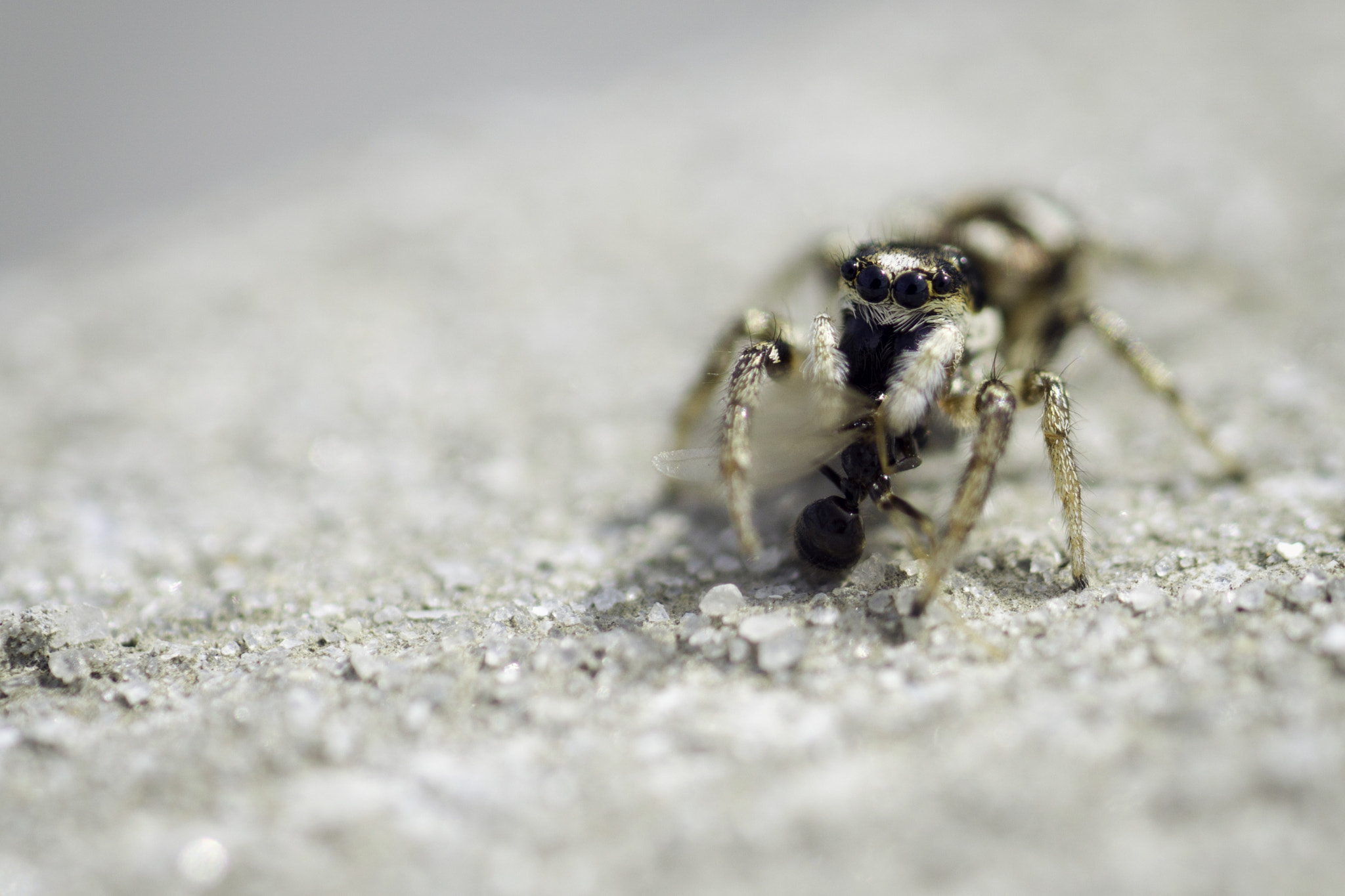 Sony a6000 + Sony FE 90mm F2.8 Macro G OSS sample photo. Hn photography