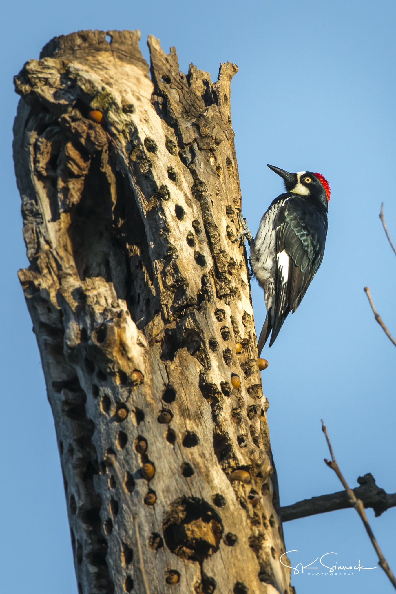 Nikon D800 sample photo. Acorn woodpecker photography