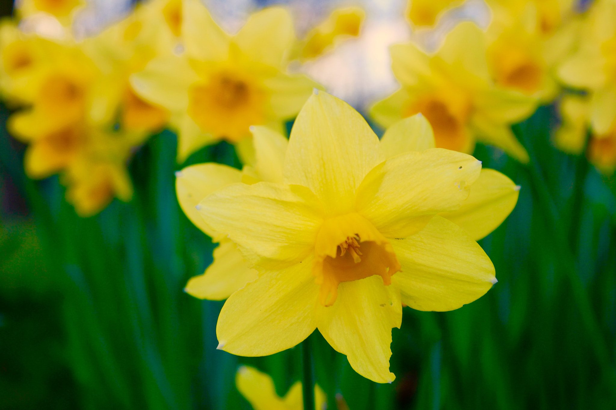Canon EF-S 18-55mm F3.5-5.6 IS sample photo. Spring is coming photography