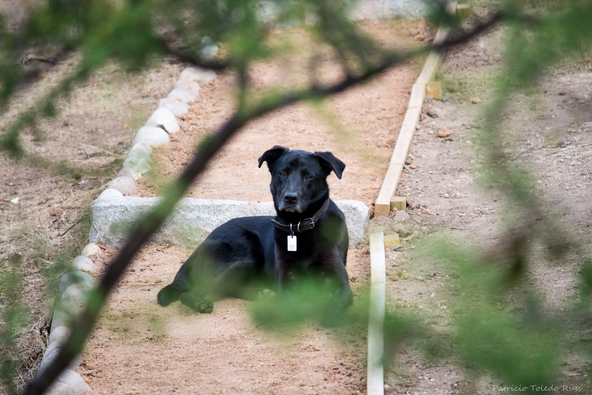 Canon EF-S 55-250mm F4-5.6 IS sample photo. Cholo photography
