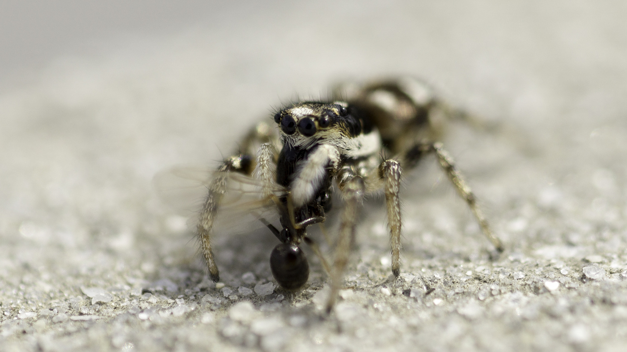 Sony a6000 + Sony FE 90mm F2.8 Macro G OSS sample photo. Hva photography