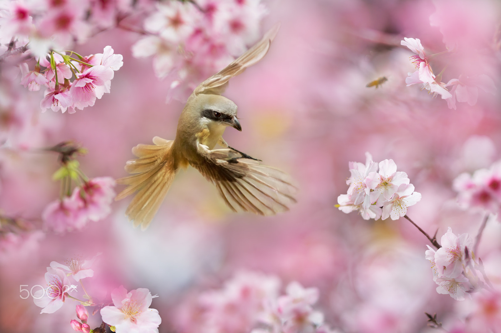 Sony SLT-A77 + Minolta AF 300mm F2.8 HS-APO G sample photo. Flying between cherry blossom flowers photography