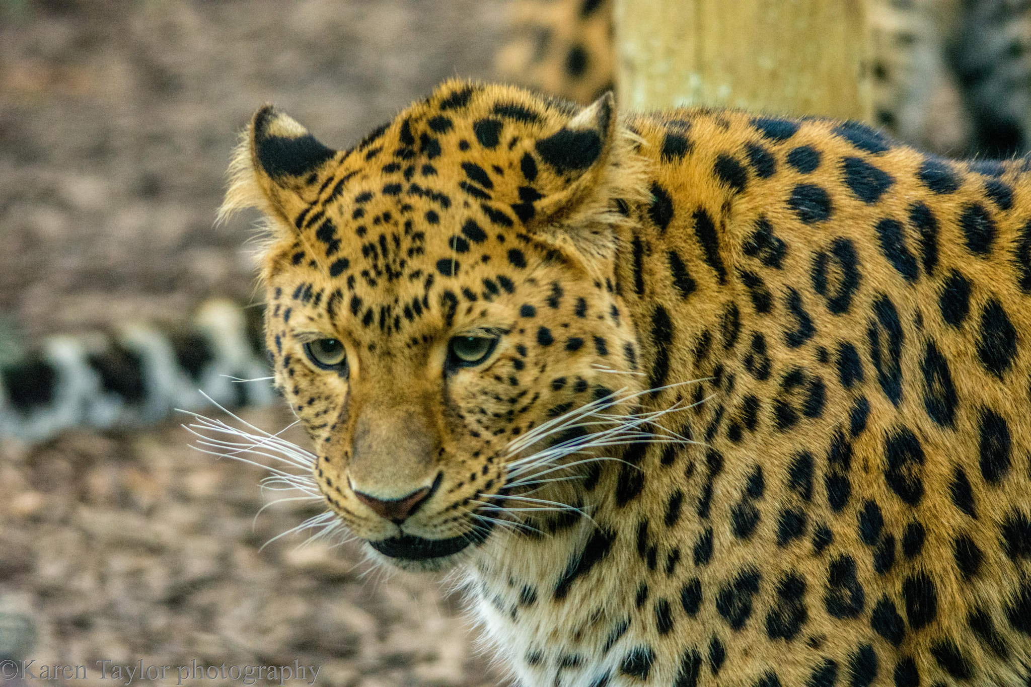 Sigma 150-500mm F5-6.3 DG OS HSM sample photo. Amur leopard photography