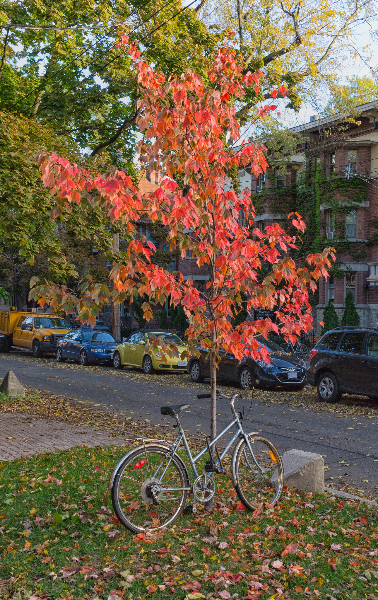 Nikon D3100 + Nikon AF-S Nikkor 20mm F1.8G ED sample photo. Toronto tree photography