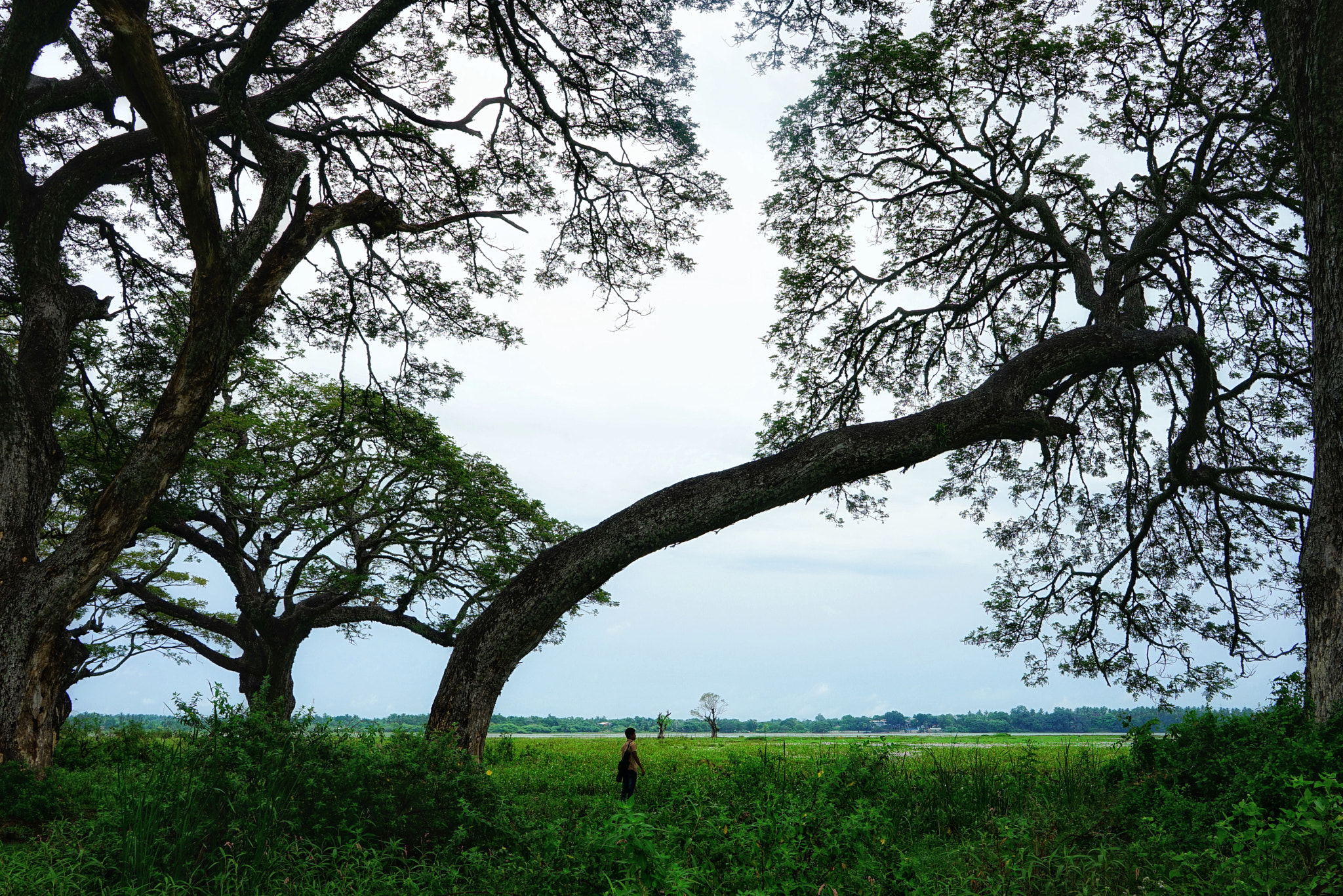 Sony Vario Tessar T* FE 24-70mm F4 ZA OSS sample photo. The tree and the boy photography