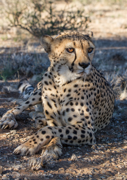 Canon EF 70-200mm F2.8L IS II USM sample photo. Cheetah photography