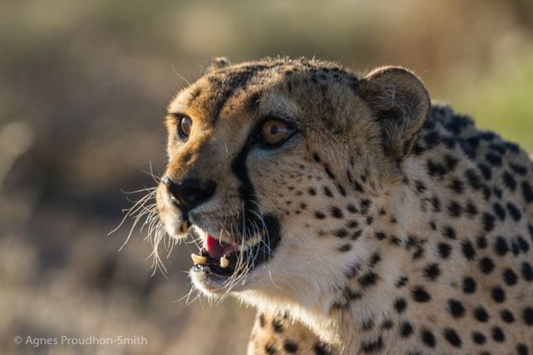 Canon EF 70-200mm F2.8L IS II USM sample photo. Cheetah photography