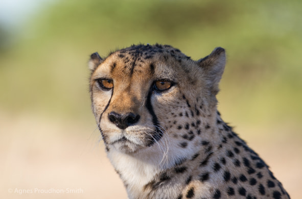 Canon EF 70-200mm F2.8L IS II USM sample photo. Cheetah photography