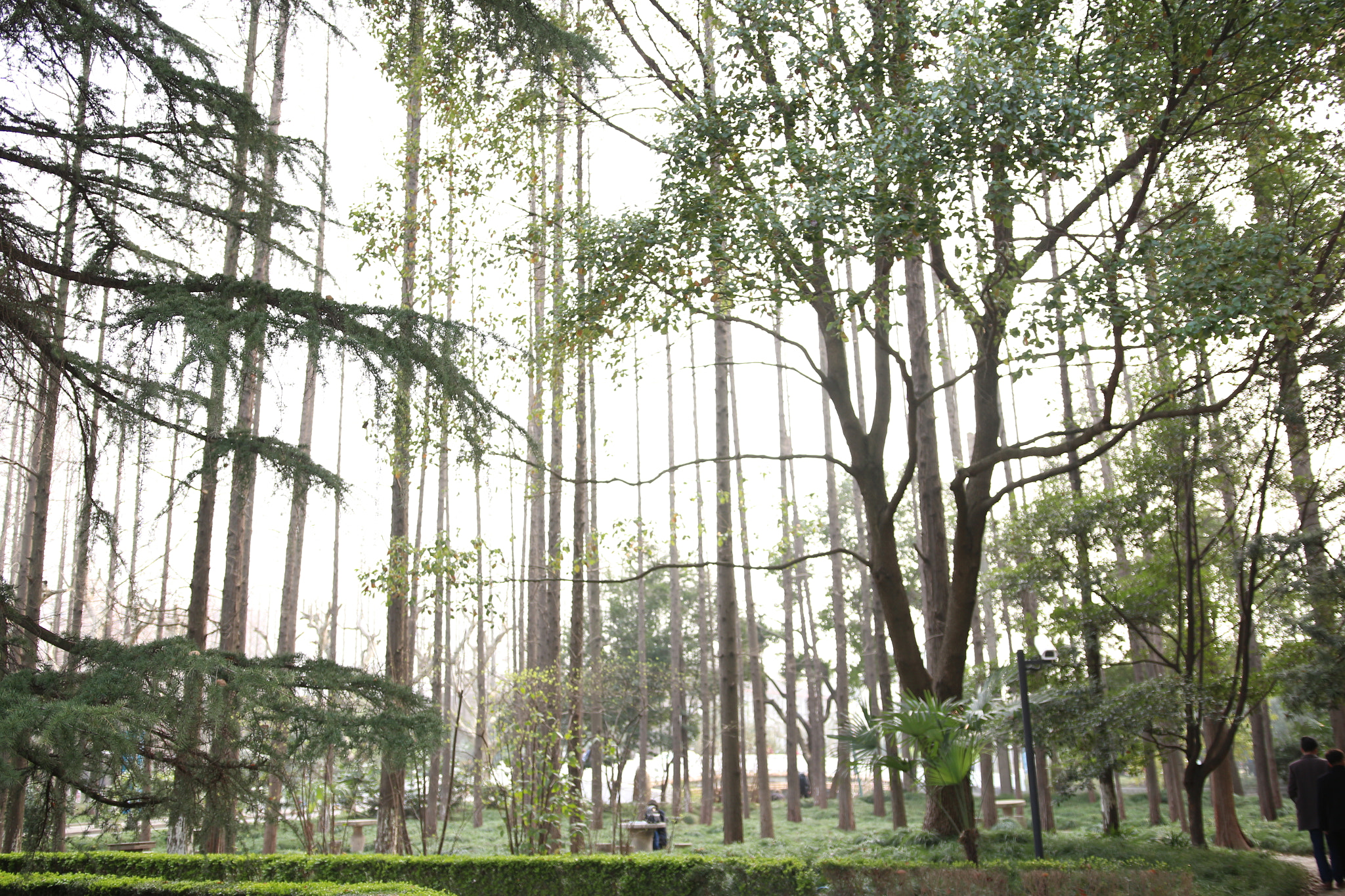 Canon EOS 700D (EOS Rebel T5i / EOS Kiss X7i) sample photo. Trees in a university in shanghai photography